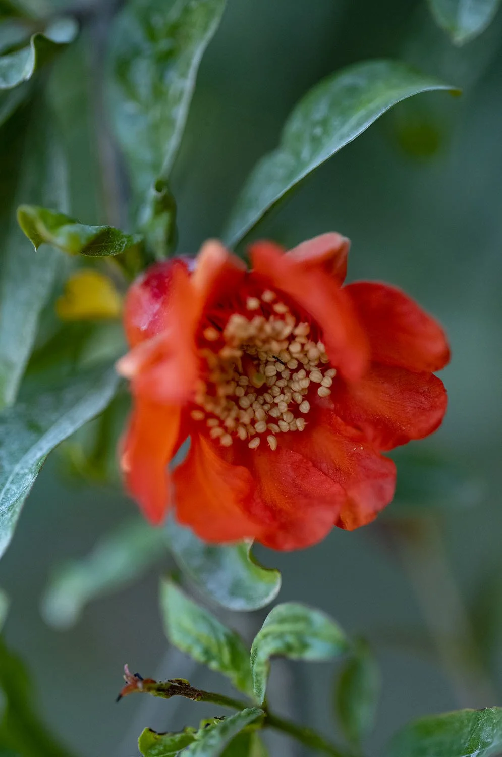 JARDINS DAR KAMILA - 0630.jpg