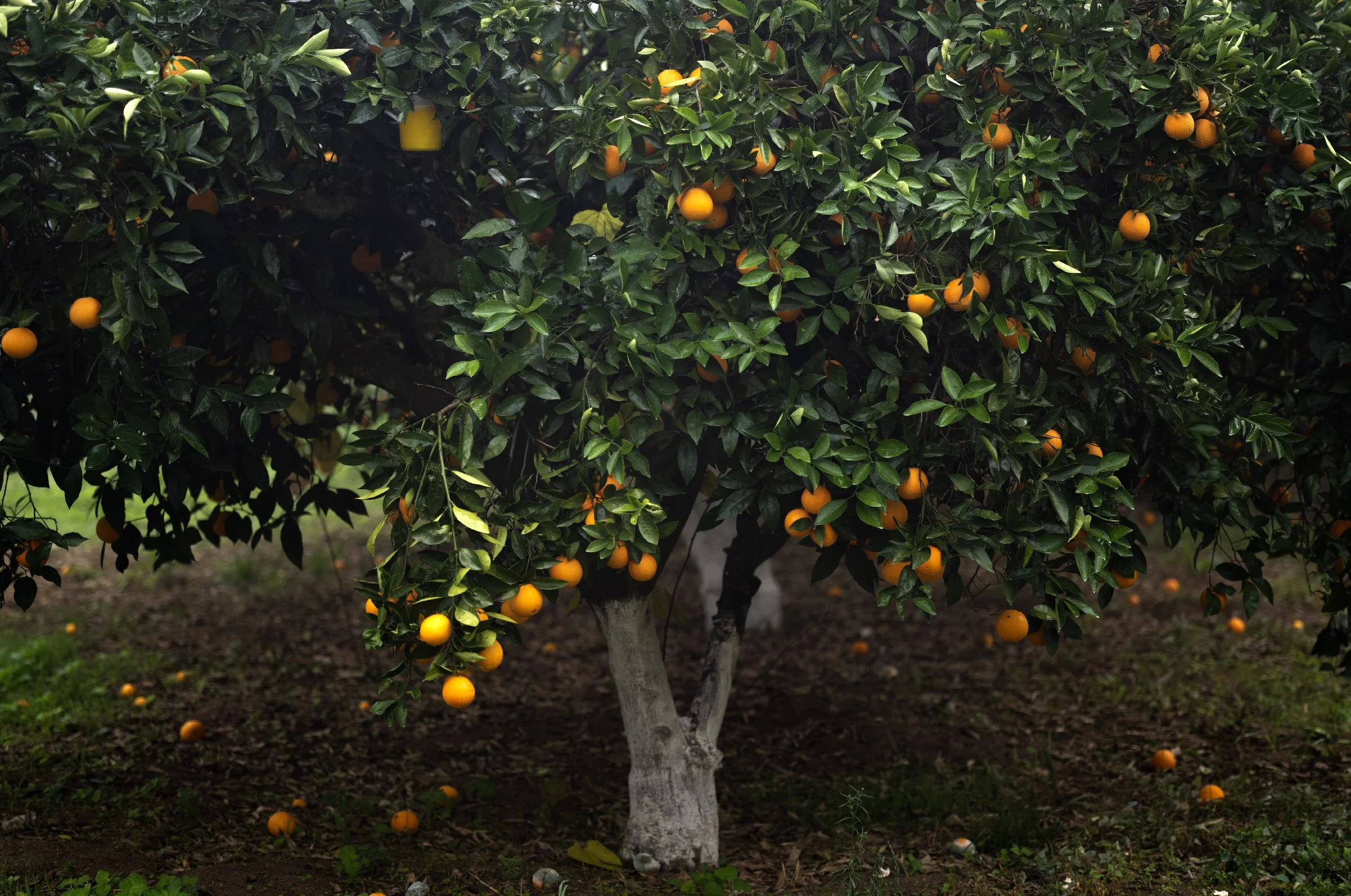 Jardins Dar Kamila.