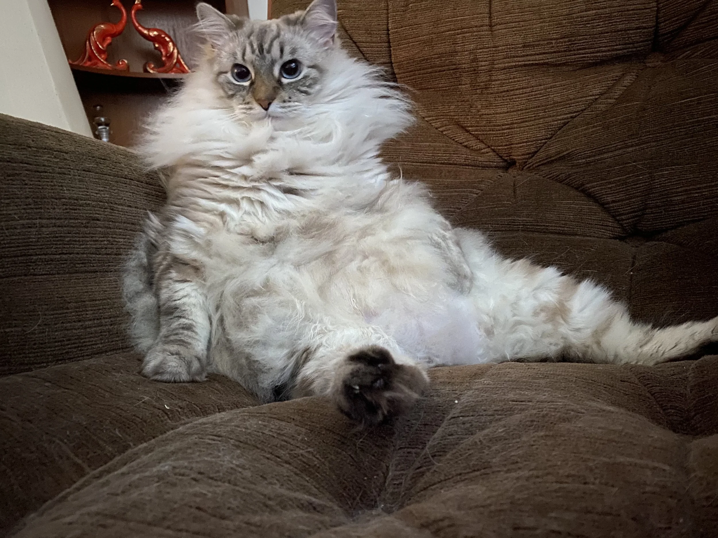 Fluffy cat lounging on a brown chair