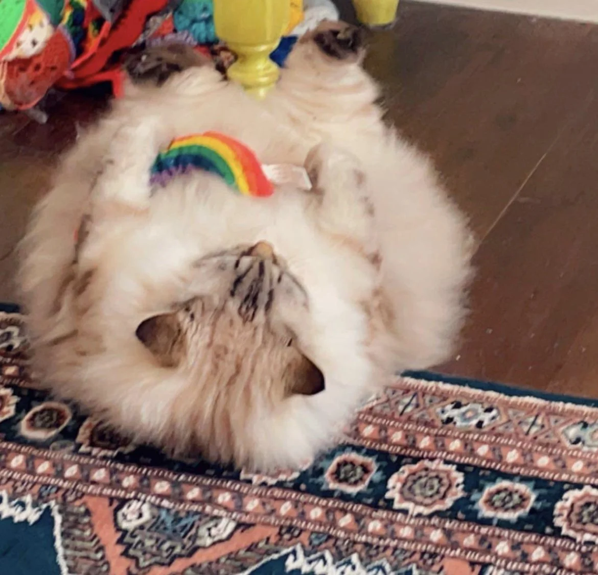 Fluffy cat lying on its back on a rug, holding a rainbow-colored toy.