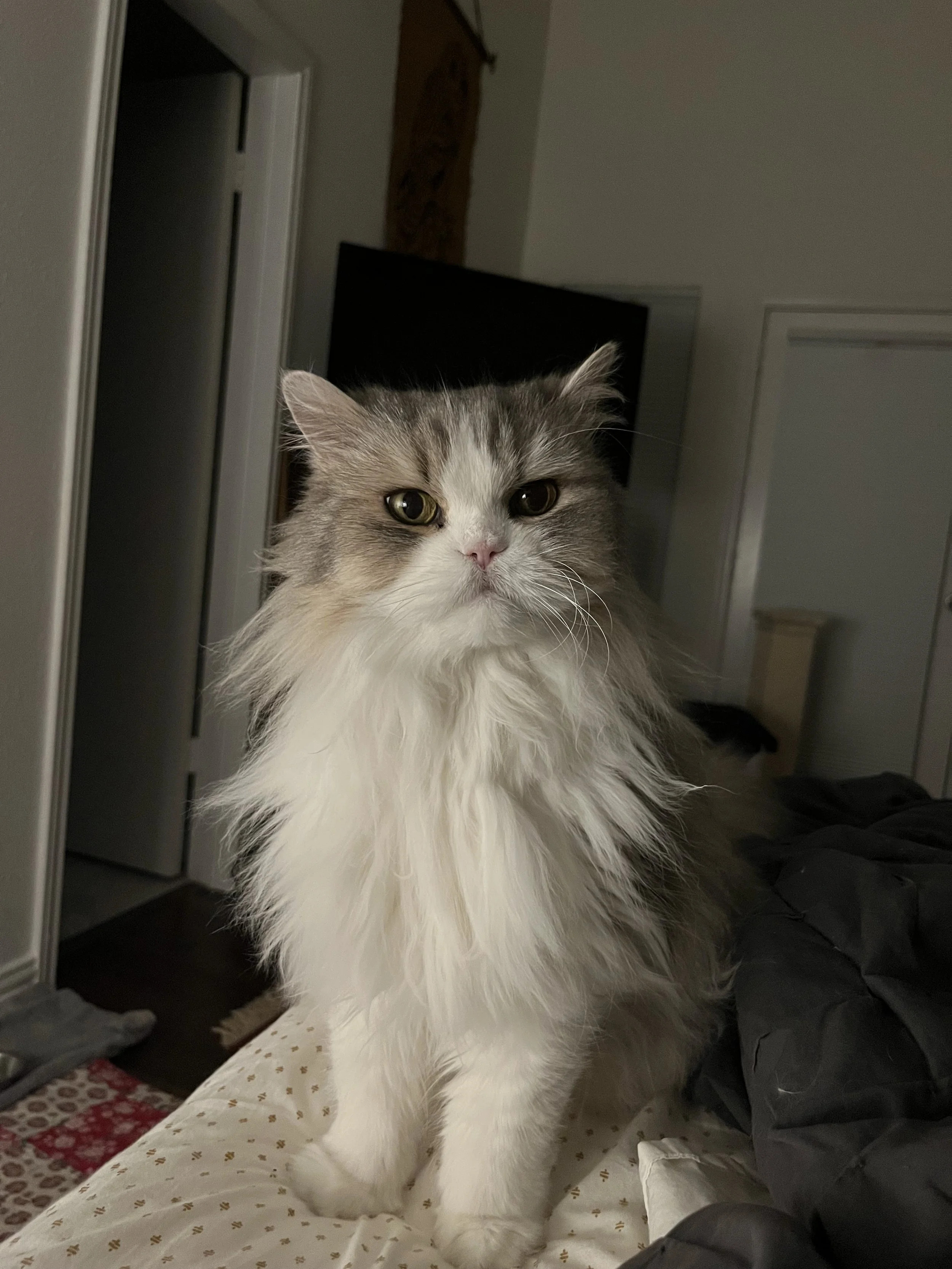 Fluffy cat sitting on bed in a dimly lit room.