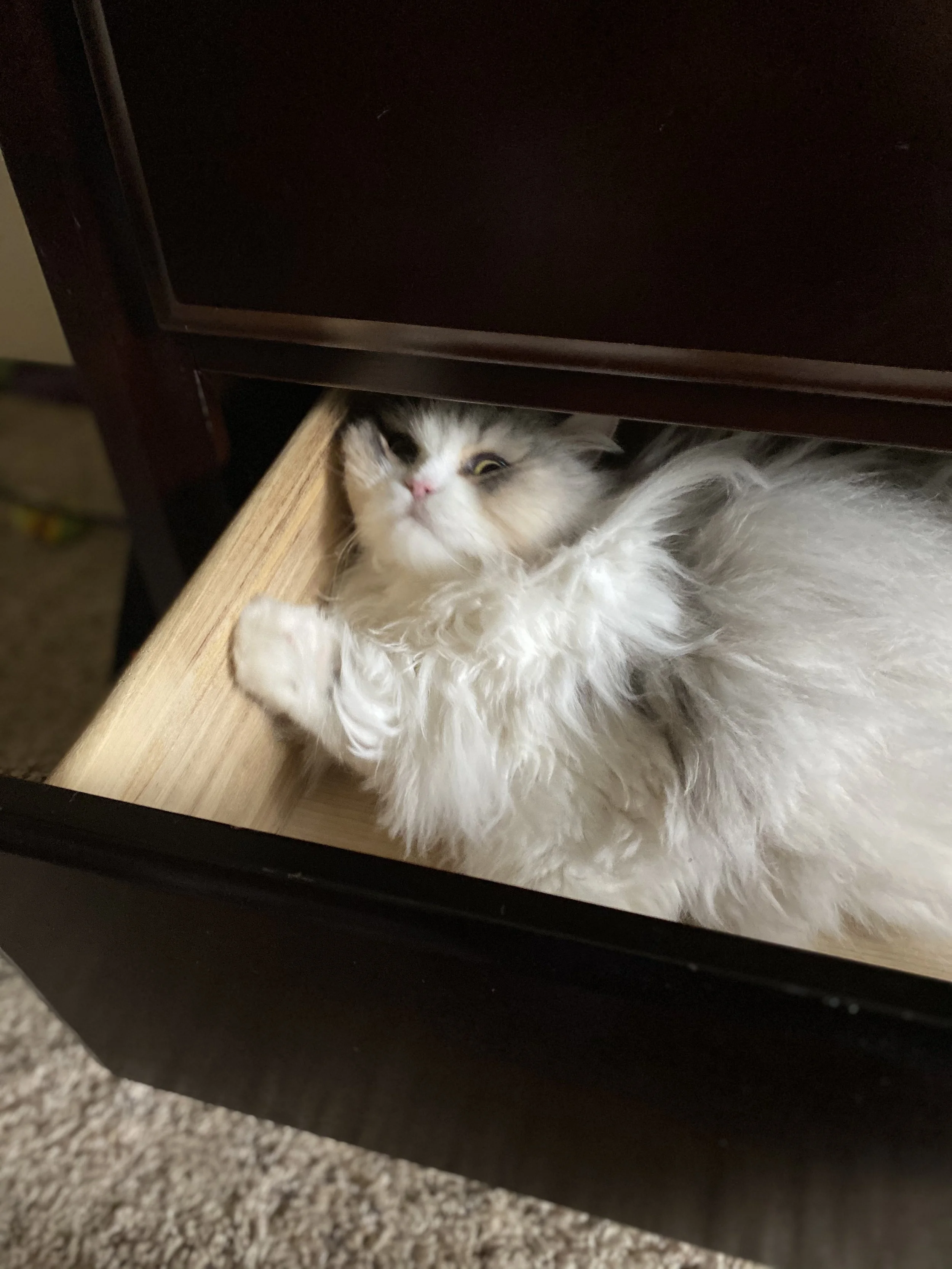 Fluffy cat lying inside an open wooden drawer in a dark cabinet.
