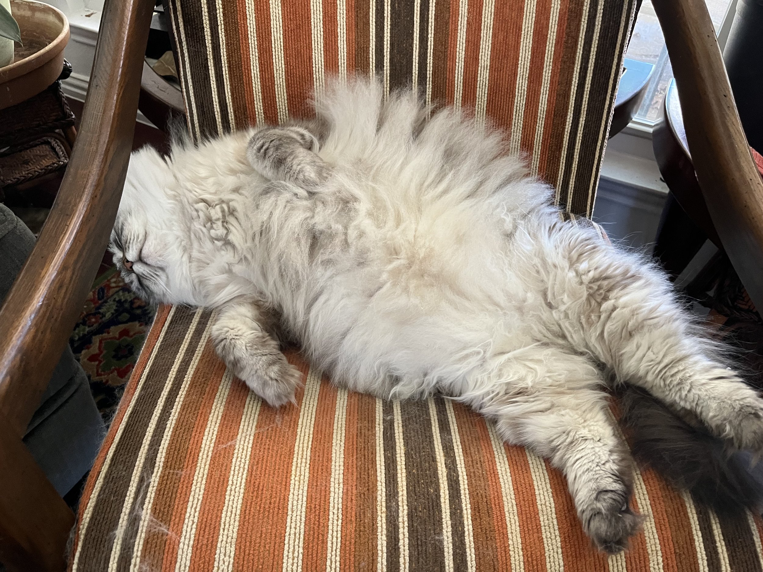 Fluffy cat sleeping on a striped chair