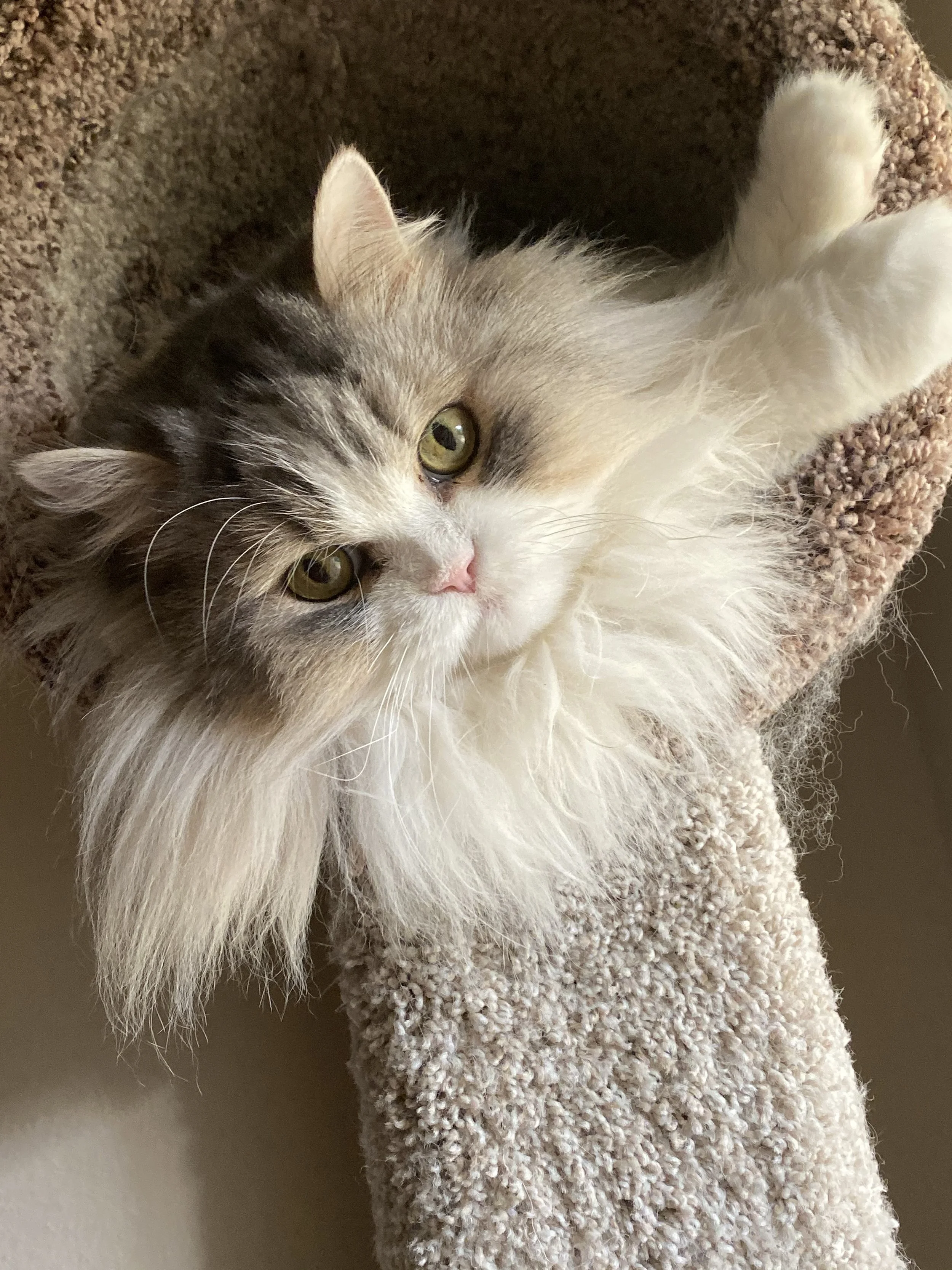 Fluffy cat lying in a carpeted cat tree.