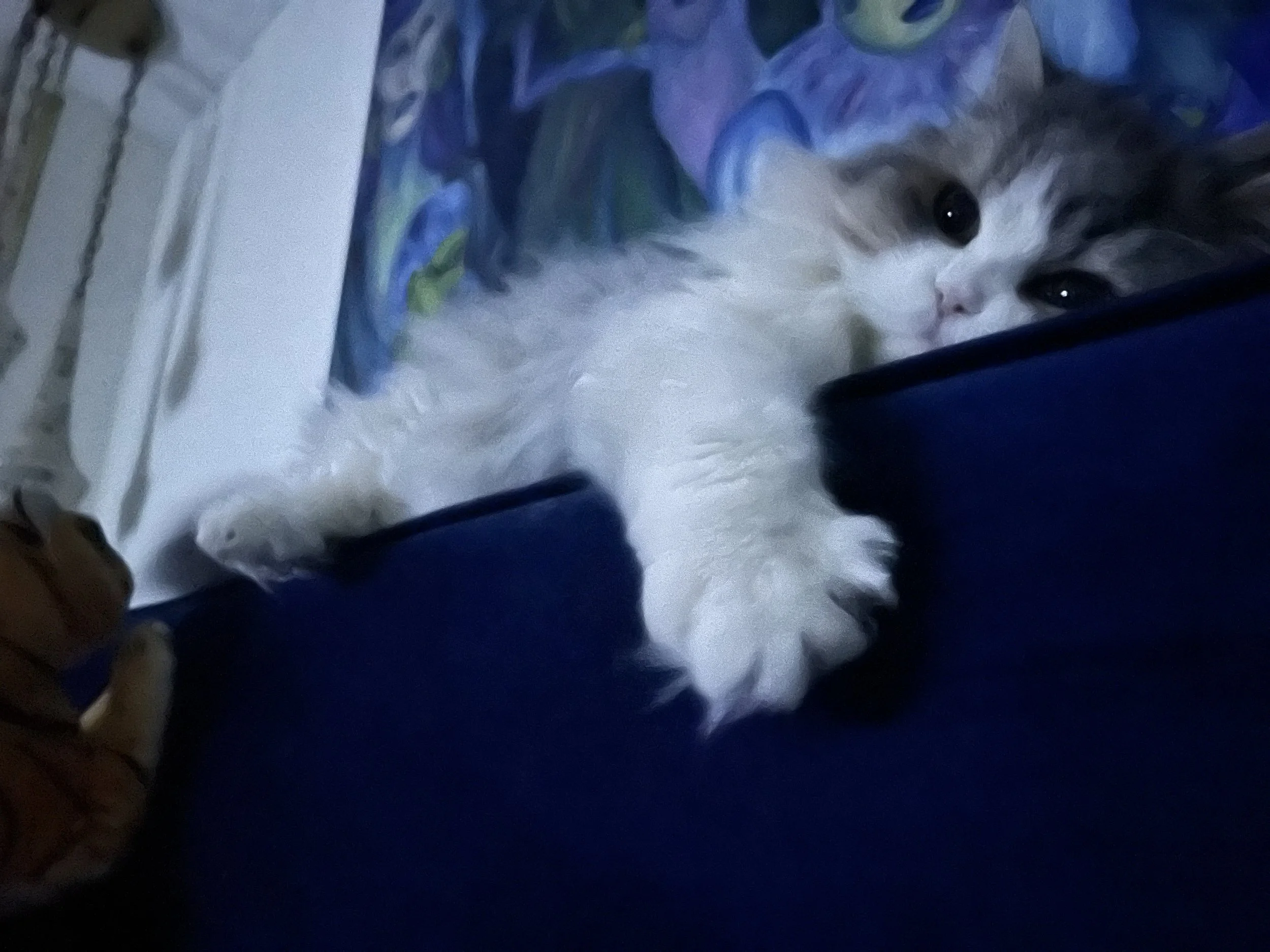 Fluffy cat stretched out on a dark couch with a colorful painting in the background.