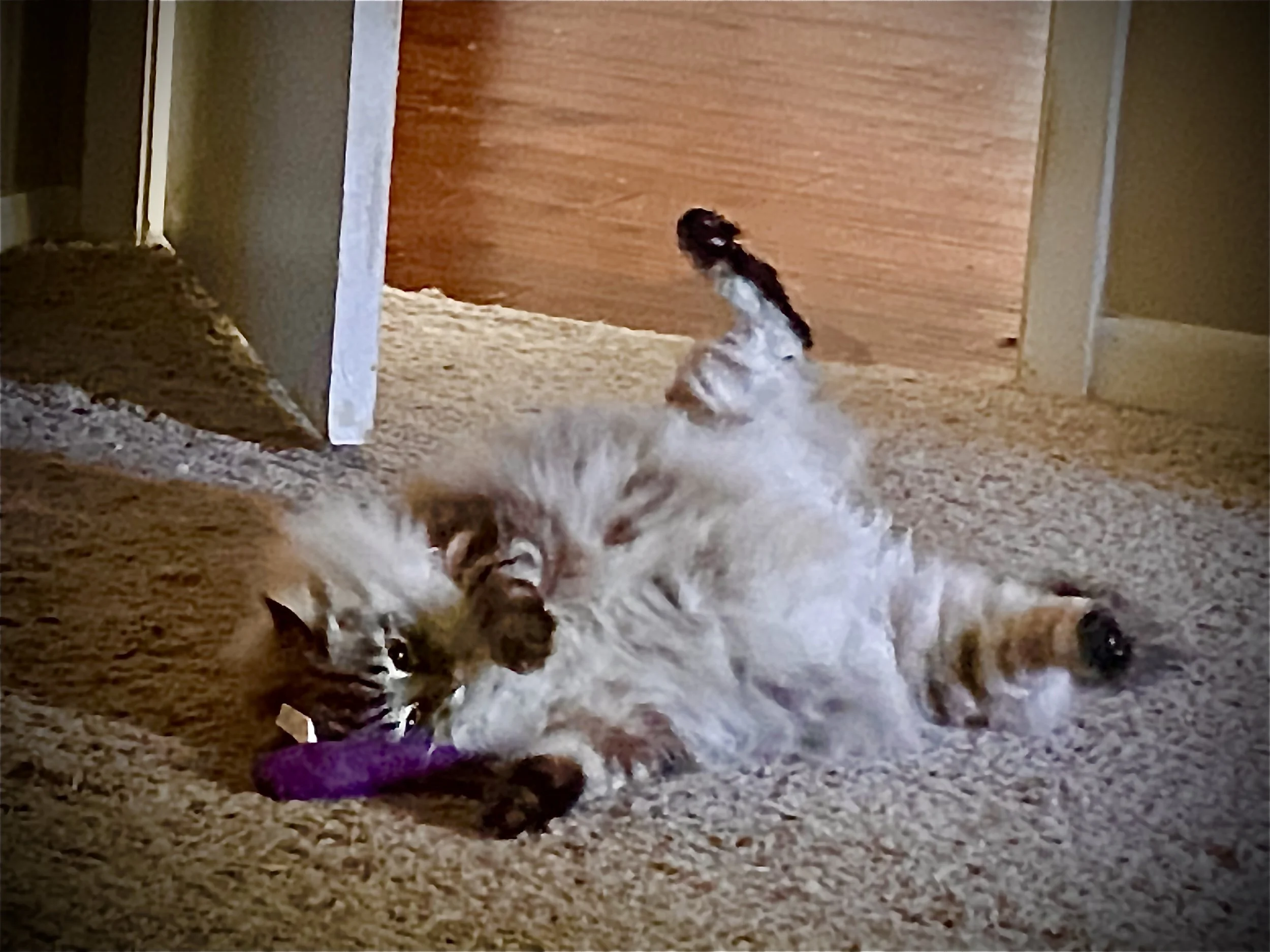 Fluffy cat lying on its back on a carpet, playing with a purple toy near a doorway.