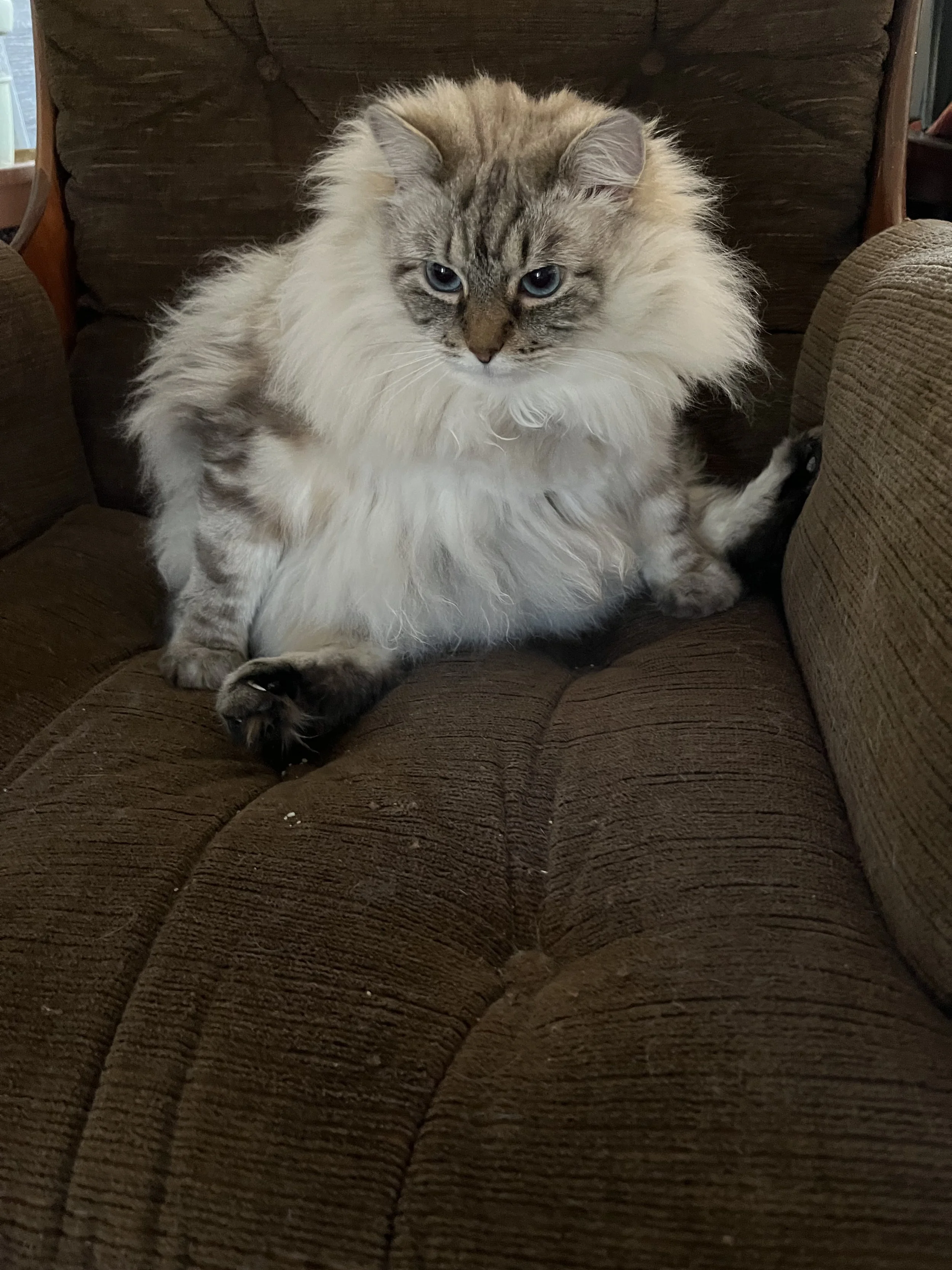 Fluffy cat sitting on a brown chair