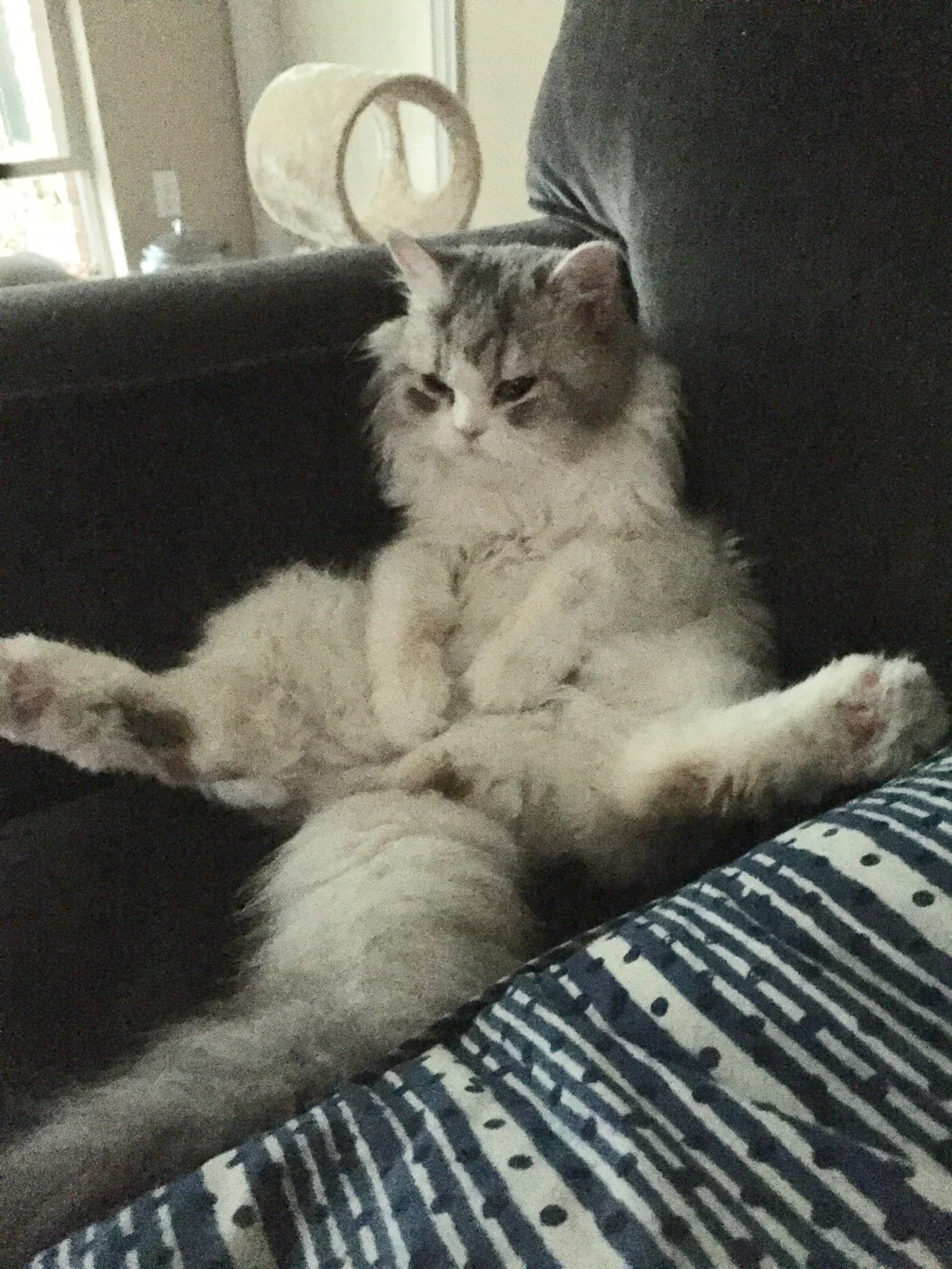 Fluffy cat sitting on a couch with legs stretched out, looking relaxed.