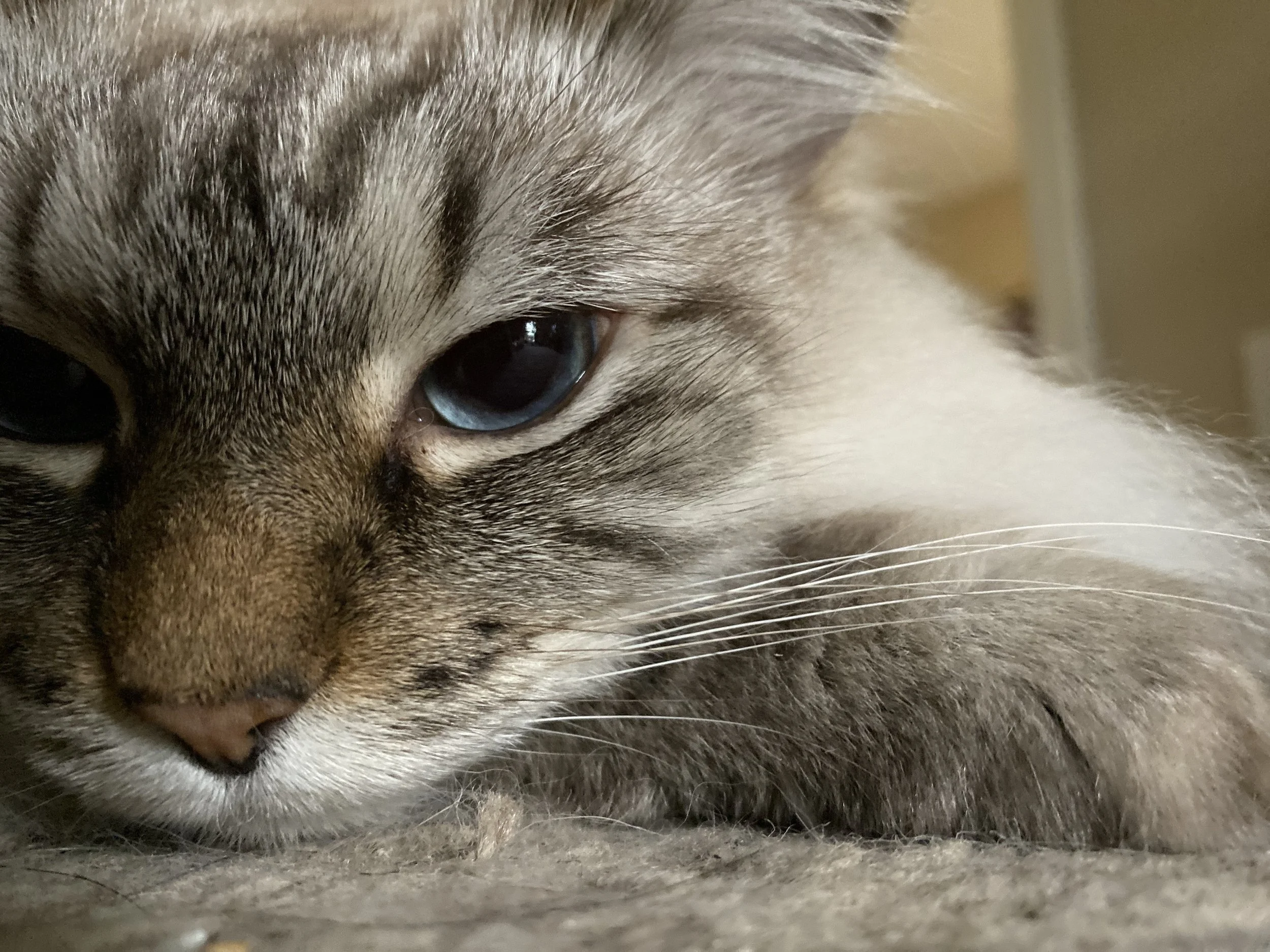 Close-up of a brown and white tabby cat resting, with focus on its eye and whiskers.