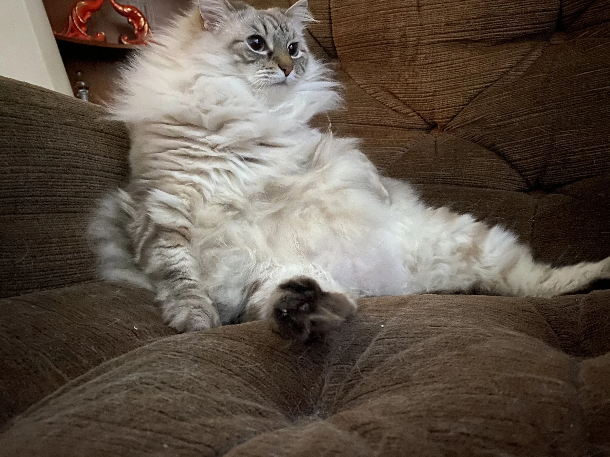 Fluffy cat lounging on brown chair