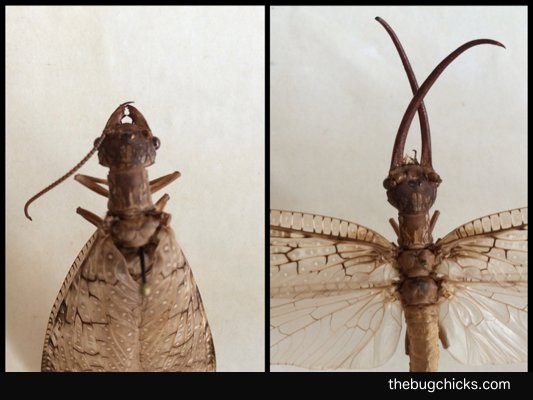 Sexual Dimorphism: how males and females look different — The Bug