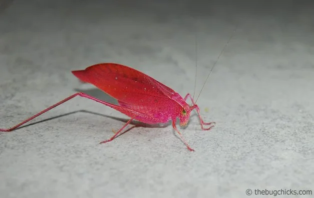 Pink Katydids — The Bug Chicks