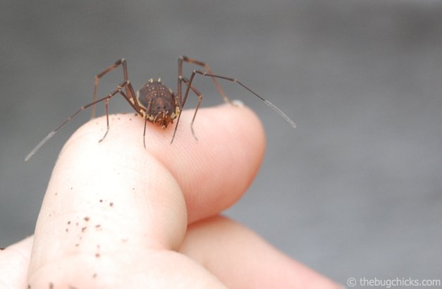 Harvestmen, Otherwise Known as Daddy-Long-Legs