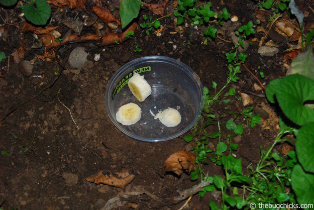 DIY Insect Collecting: Pan and Bait Traps — The Bug Chicks
