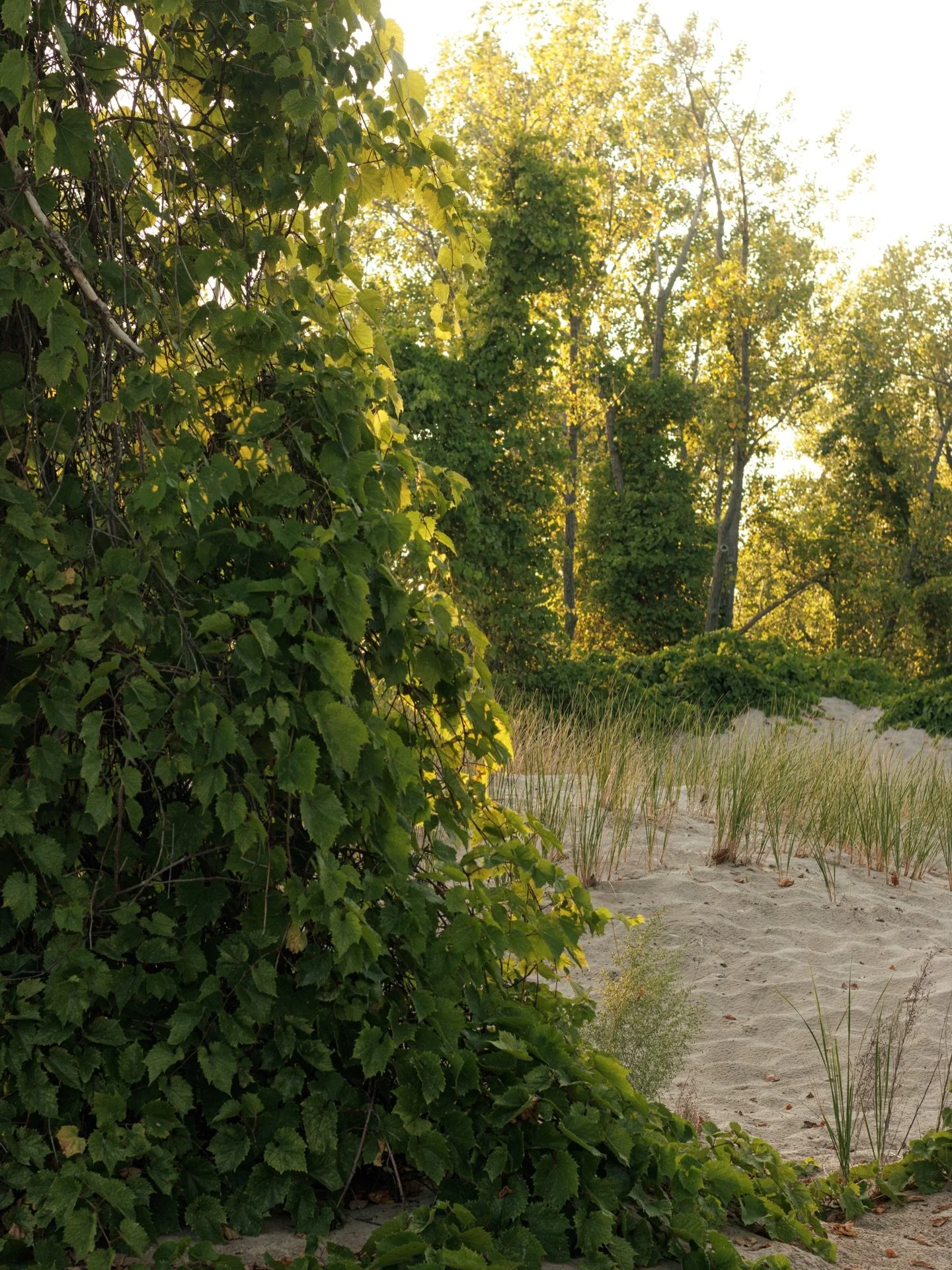 Wake me up when the leaves grow back 🌱