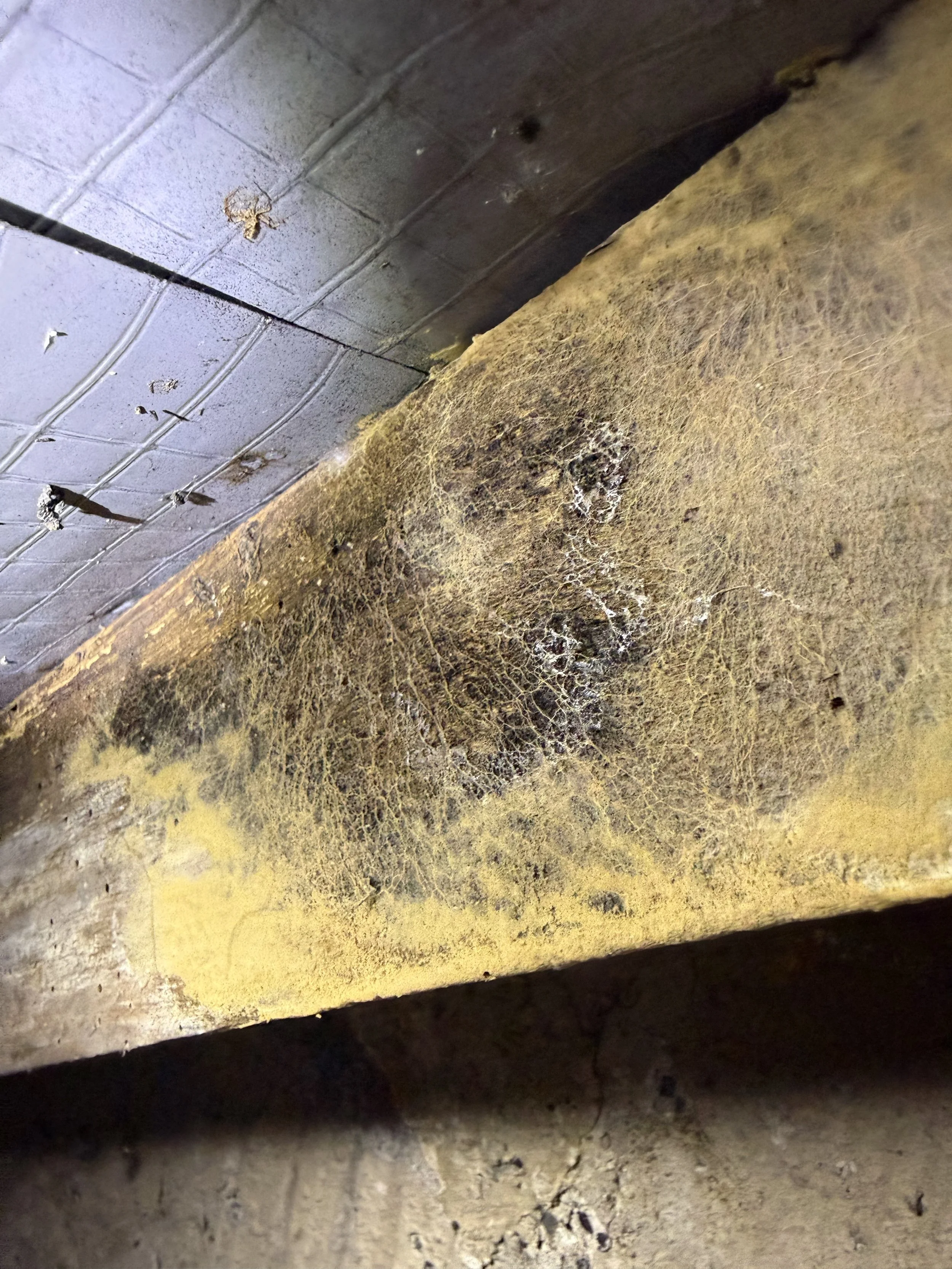 Independent damp survey being carried out at a property in Pembroke, Pembrokeshire