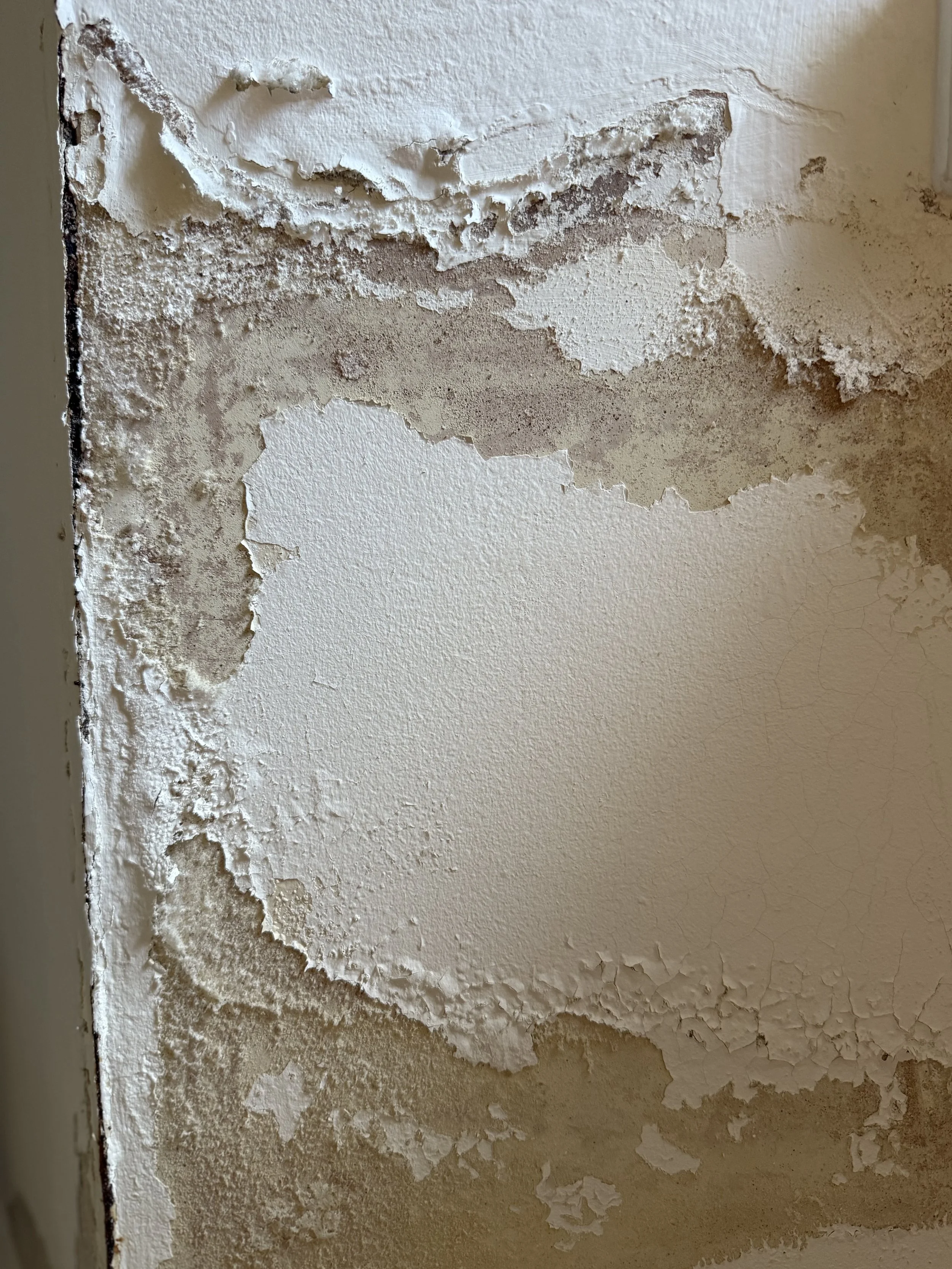 Independent damp survey being carried out at a property in Tenby, Pembrokeshire
