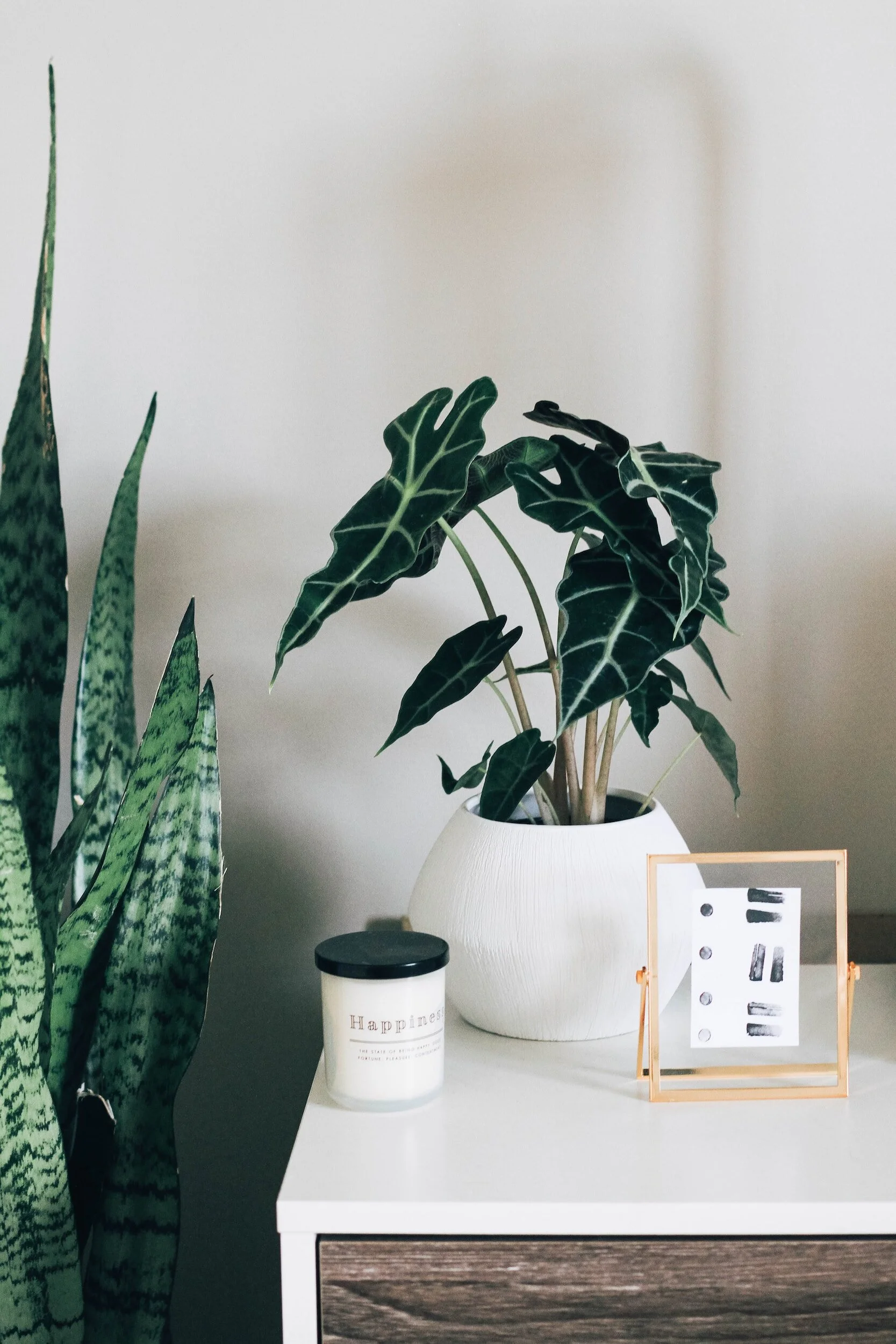 Indoor plants on a clean, organized shelf with a candle and framed artwork. Natural environment.