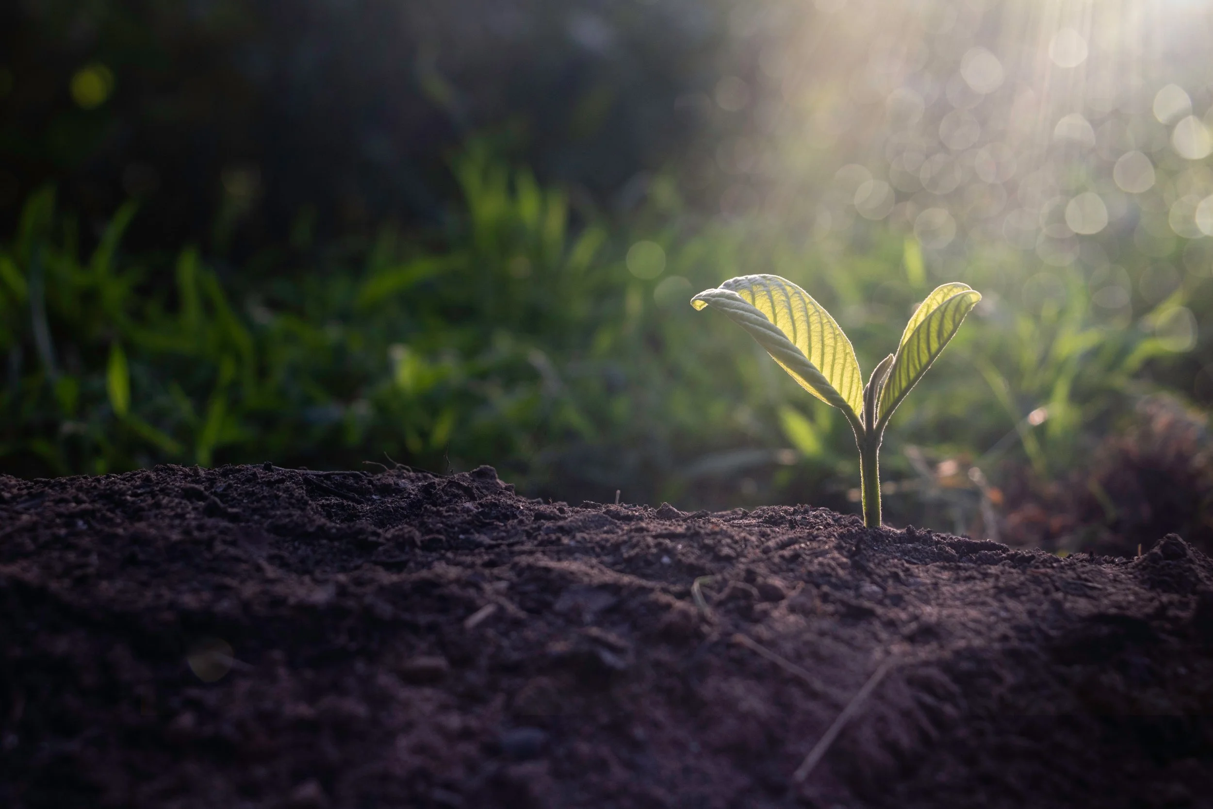 Young plant sprout emerging from soil in sunlight, surrounded by blurred greenery. Environmentally friendly, natural, toxin free.