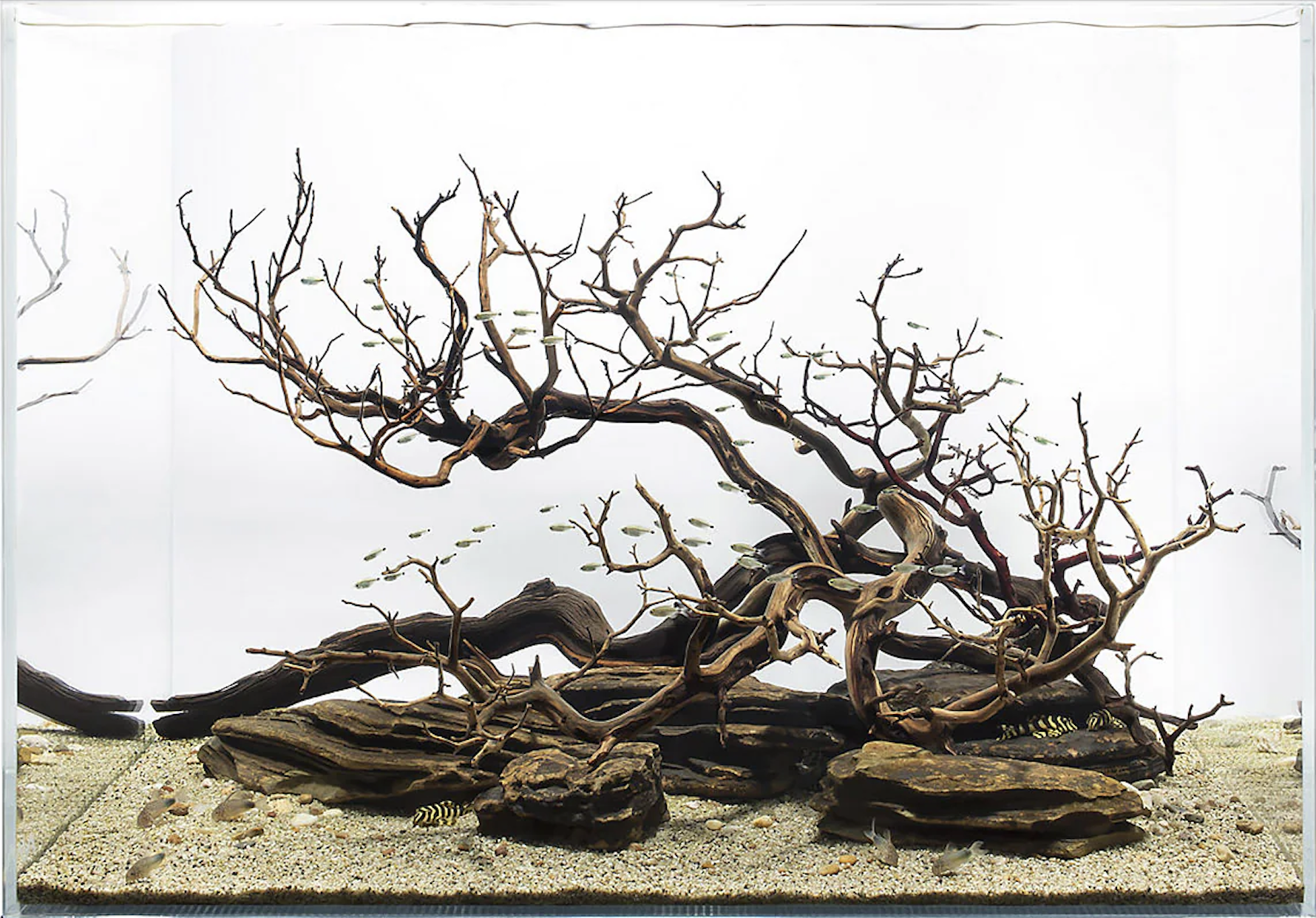 ADG style hardscape only aquascape