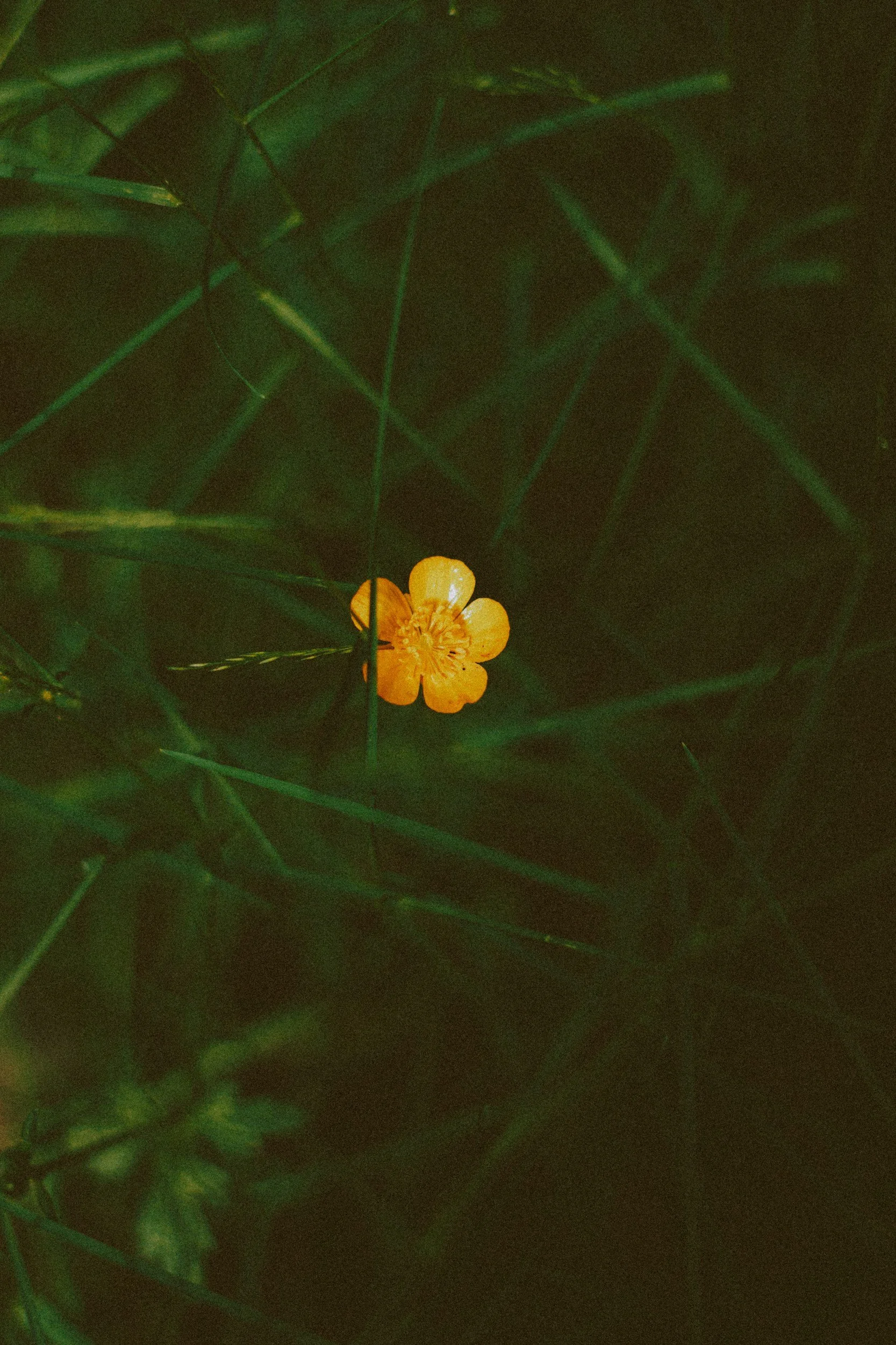 Your Liver In Spring