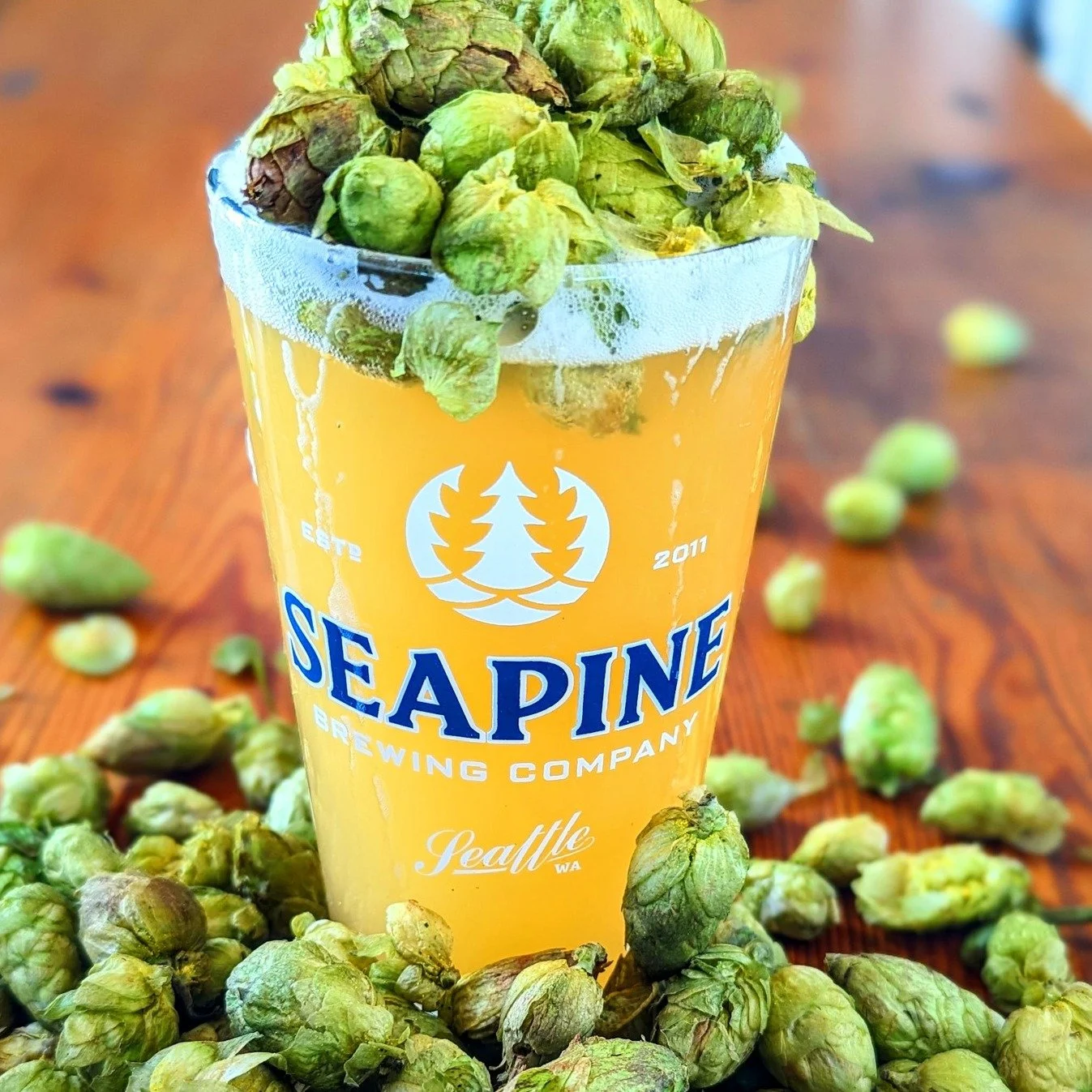 Fresh Hop Citra IPA anyone?! Just tapped this year's edition! Get it at its freshest this weekend, Seattle! 🍻
#SeattleCraftBeer #SeattleBeer #FreshHop