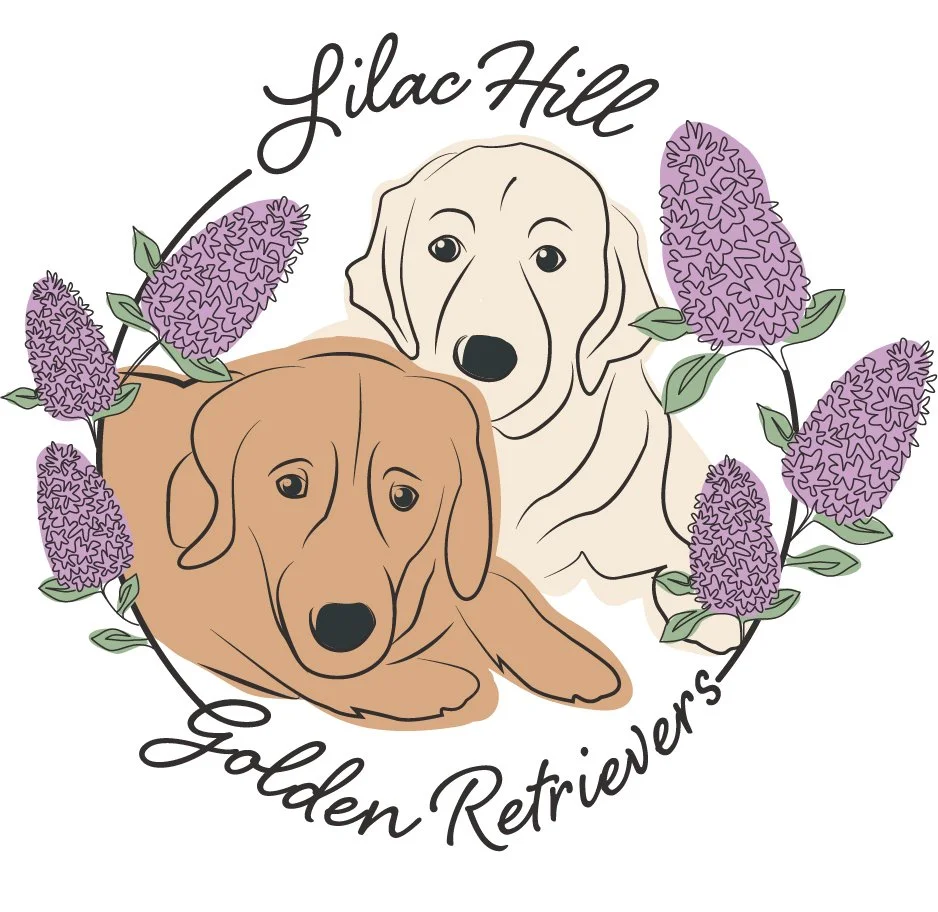 Lilac Hill Golden Retrievers