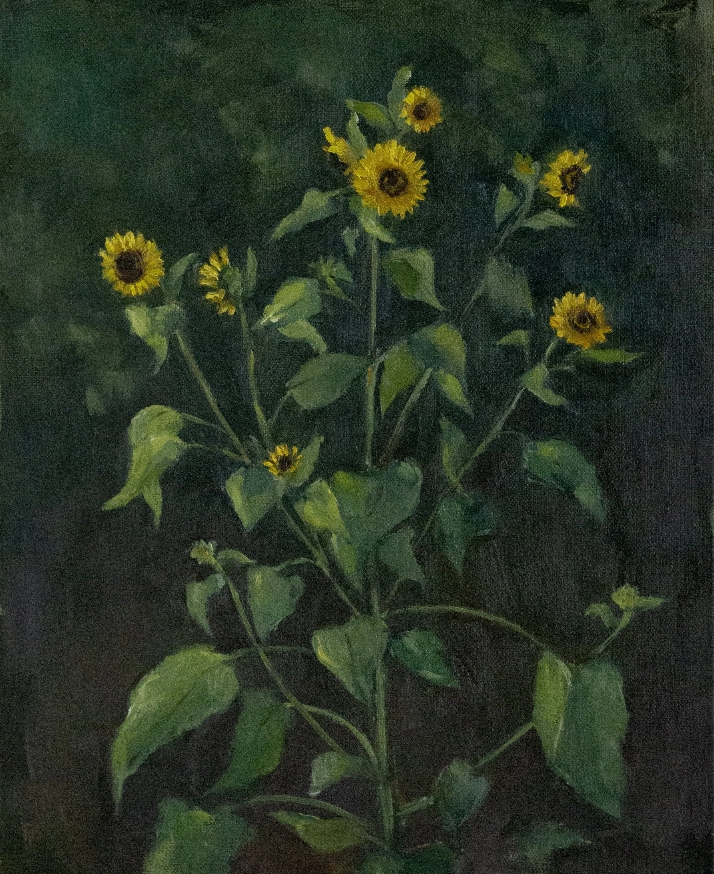 Backyard Sunflowers