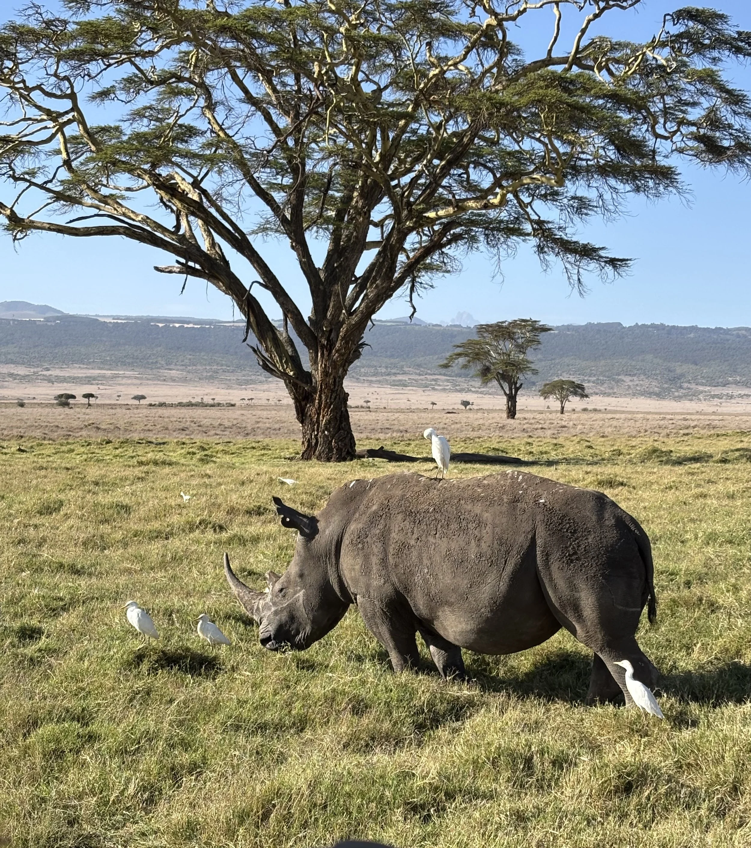 BANK TREASURERS OUT OF AFRICA