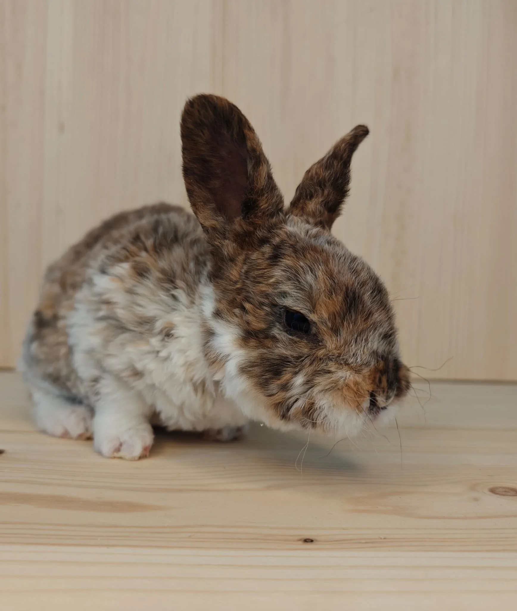 Gutt 2