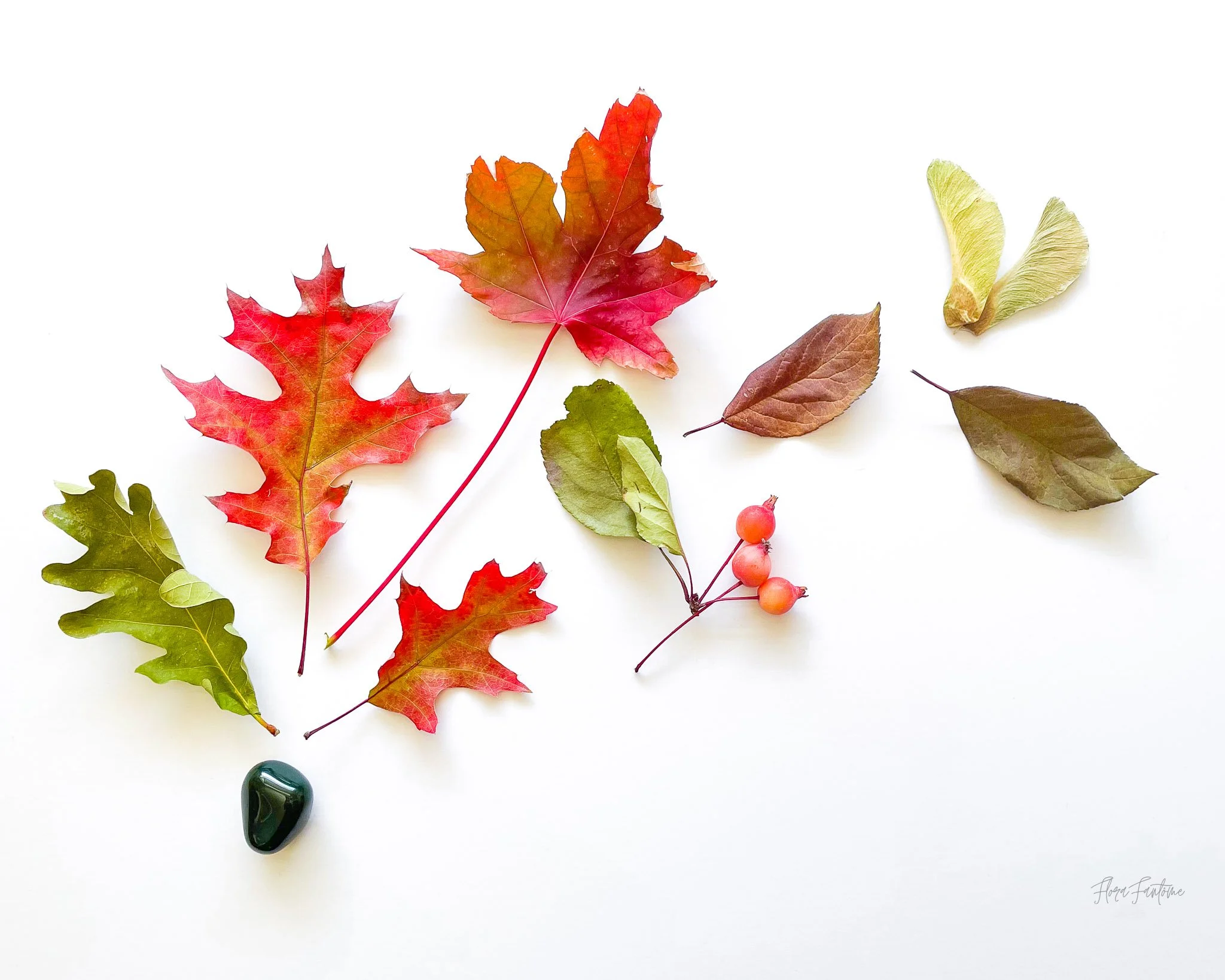 CO Wildflowers Card Pack_Etsy Listing Photo_1-08.jpg