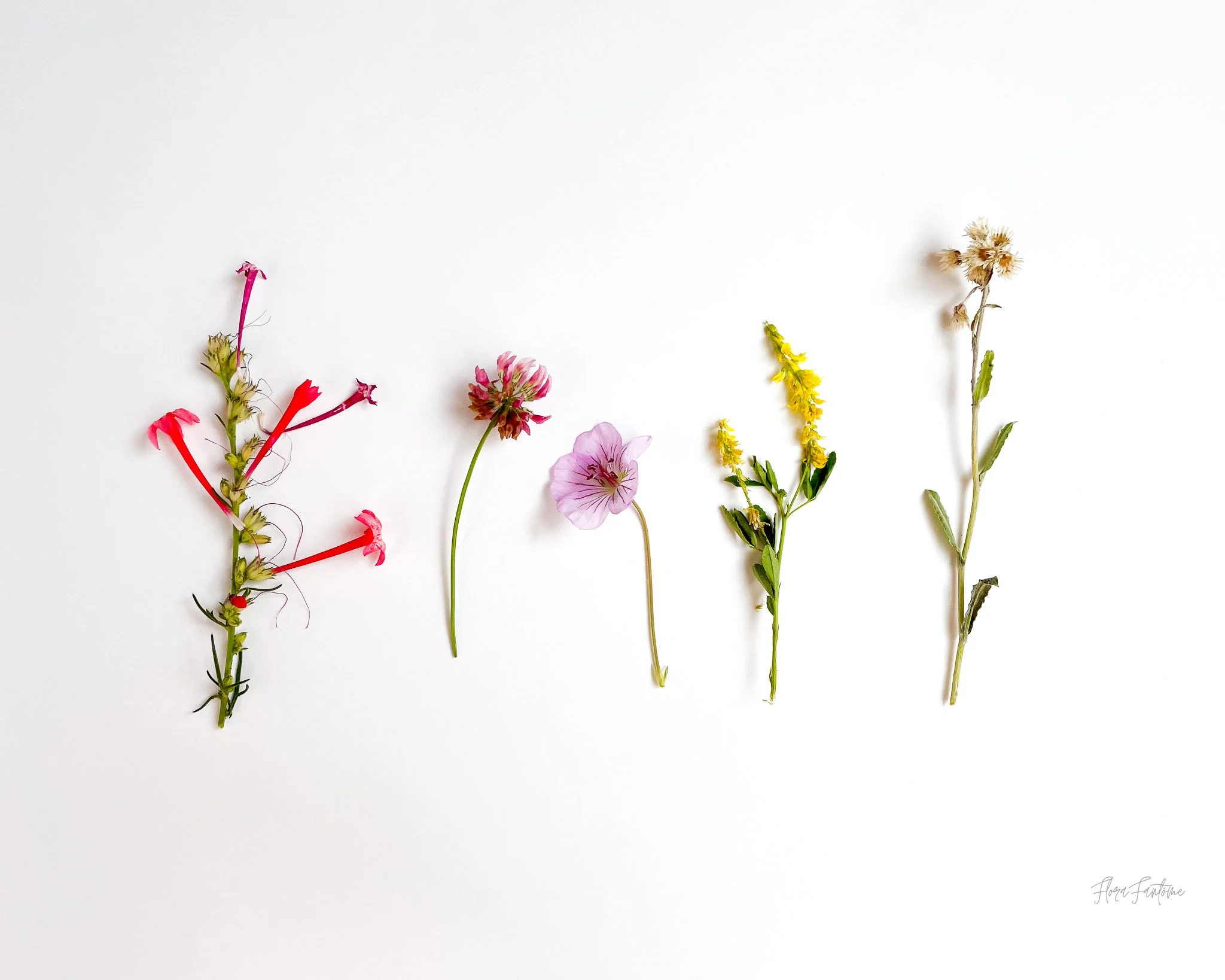 CO Wildflowers Card Pack_Etsy Listing Photo_1-40.jpg