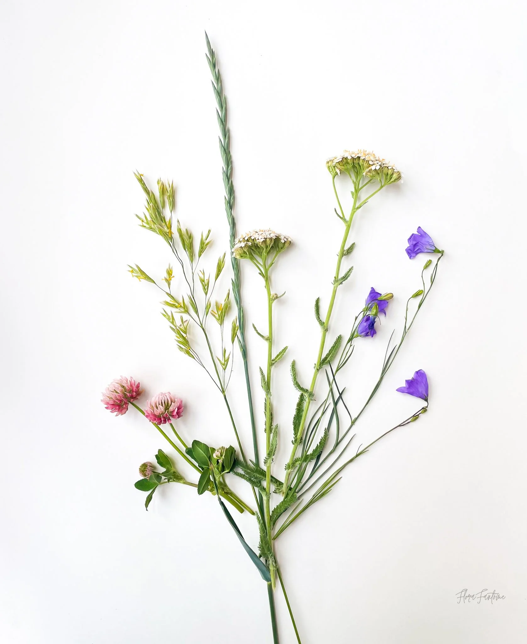CO Wildflowers Card Pack_Etsy Listing Photo_1-25.jpg