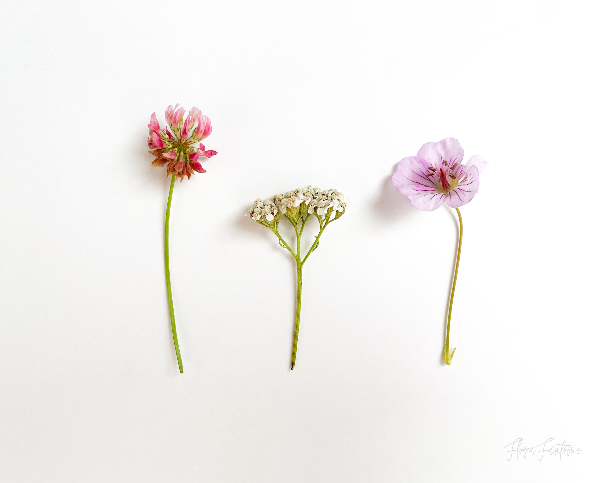 3 wildflowers landscape_watermarked.png
