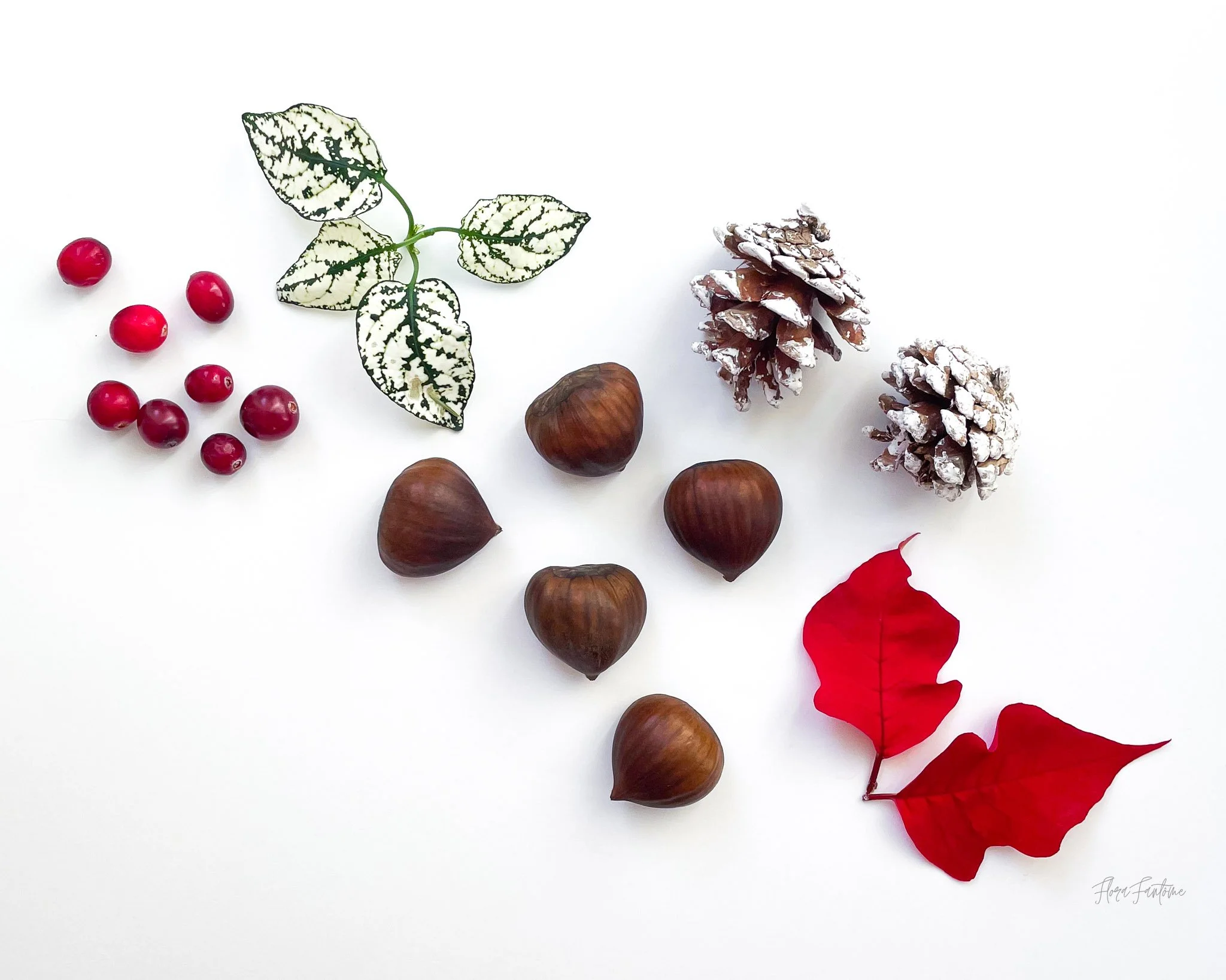 CO Wildflowers Card Pack_Etsy Listing Photo_1-14.jpg