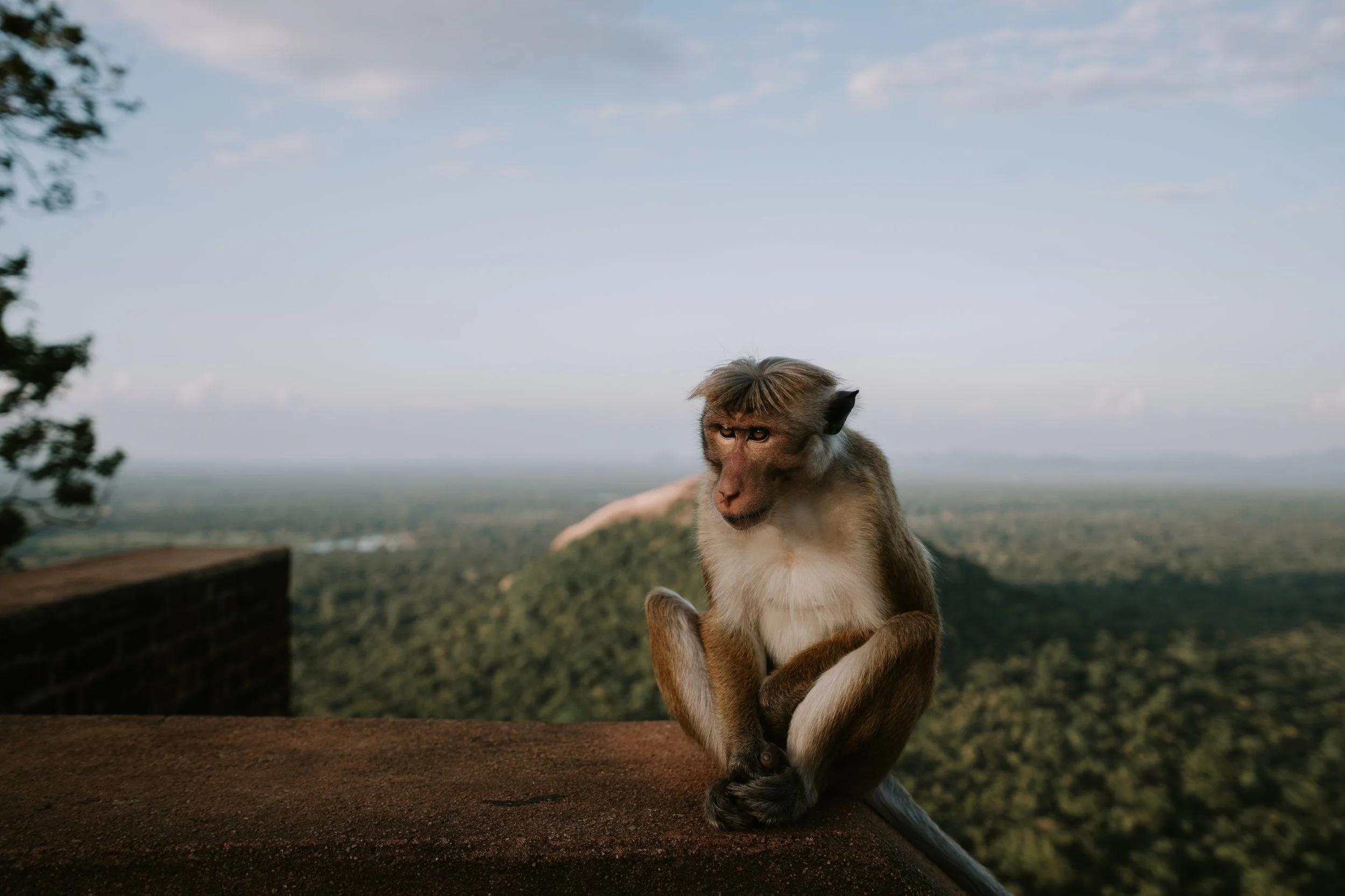 The Lion, The Curry and Wait a Minute… Is Breadfruit My New Favourite?