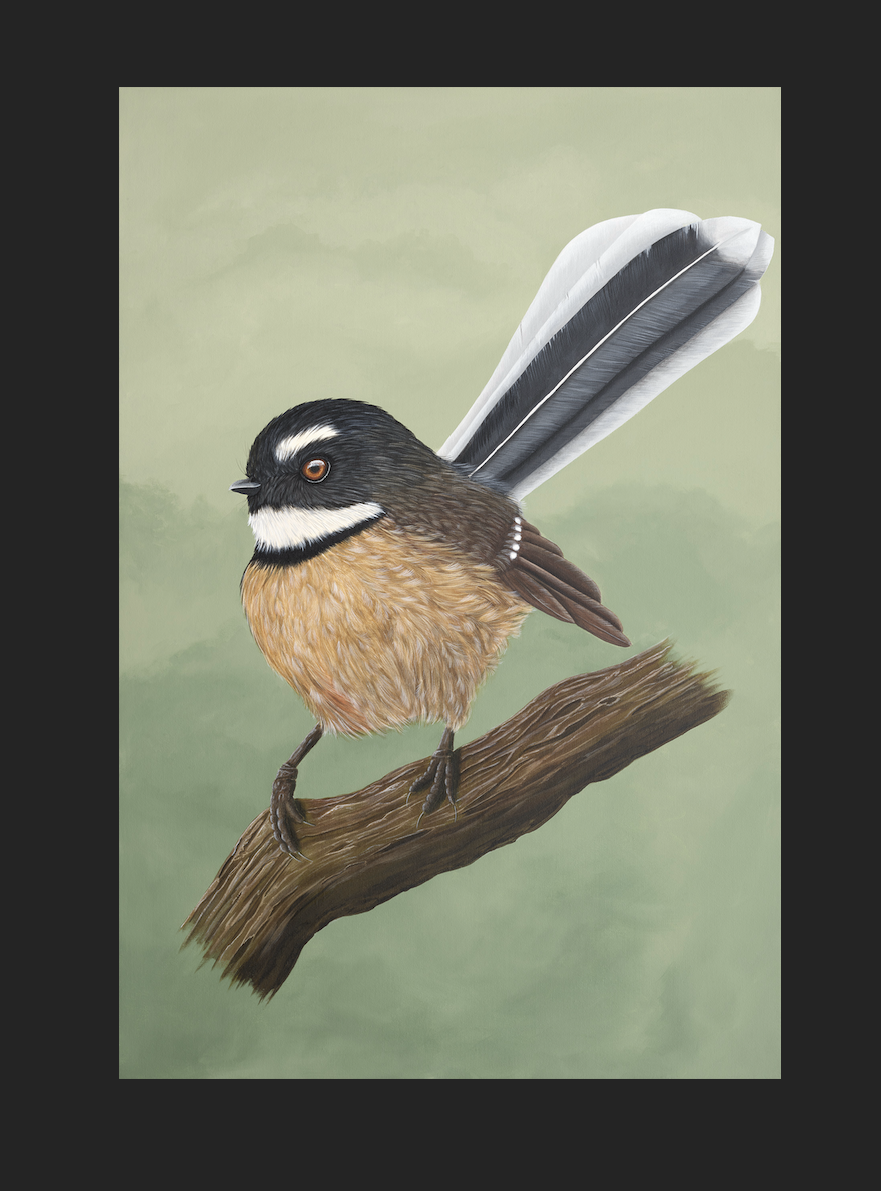 Fantail Portrait.png