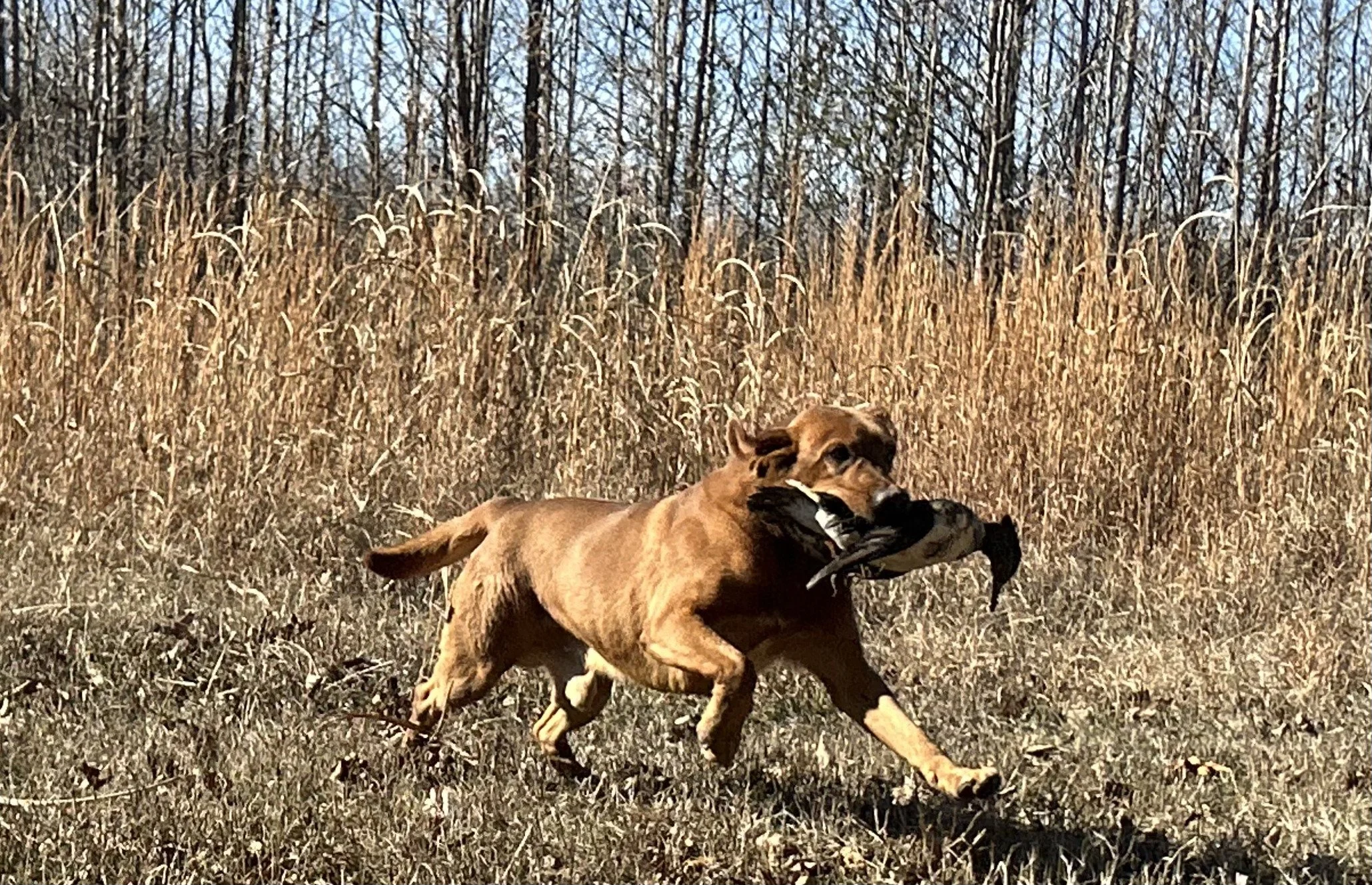 Duckhill British Labrador retrieving a duck in the field.