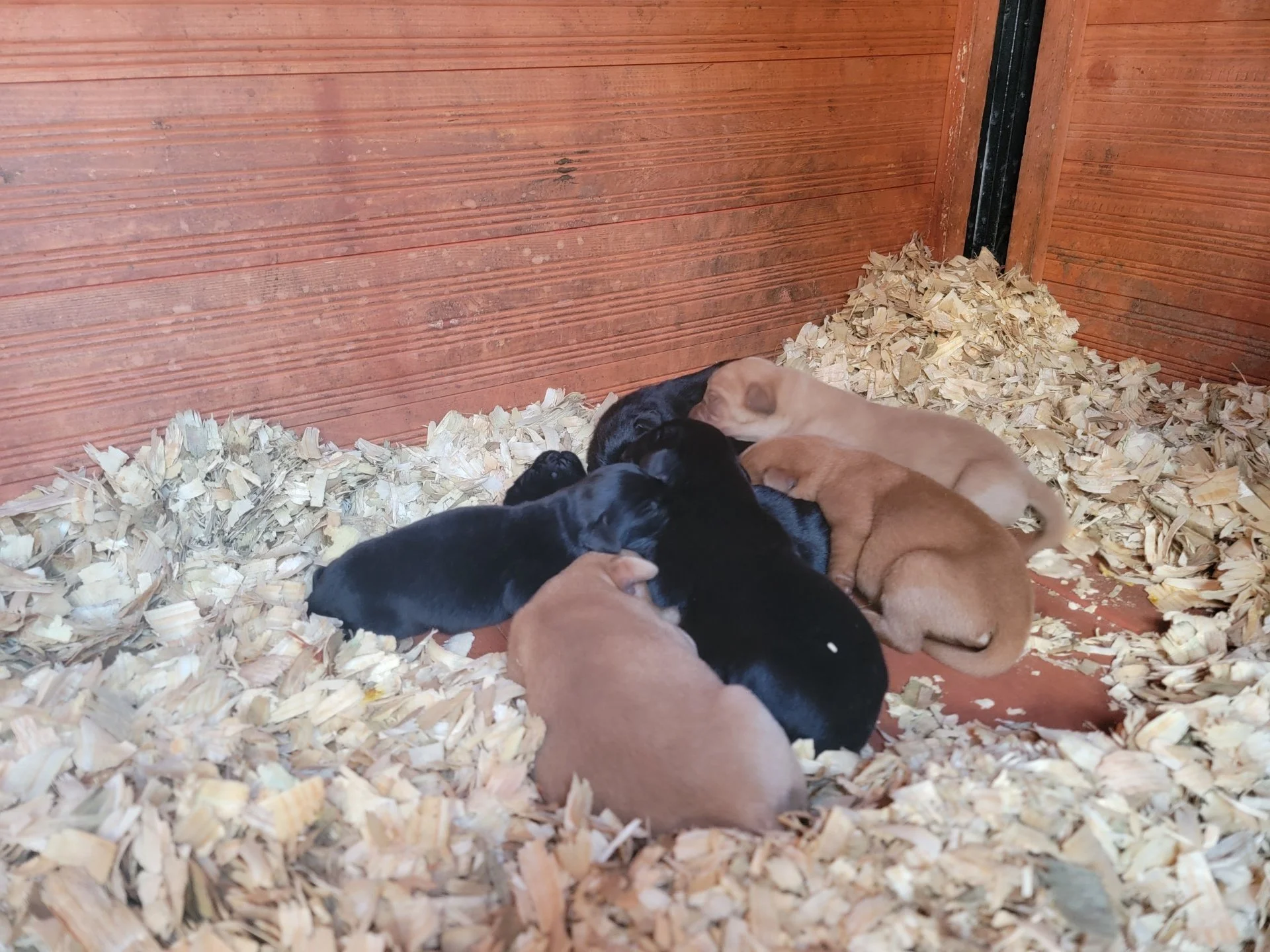 Pups in hay.jpg