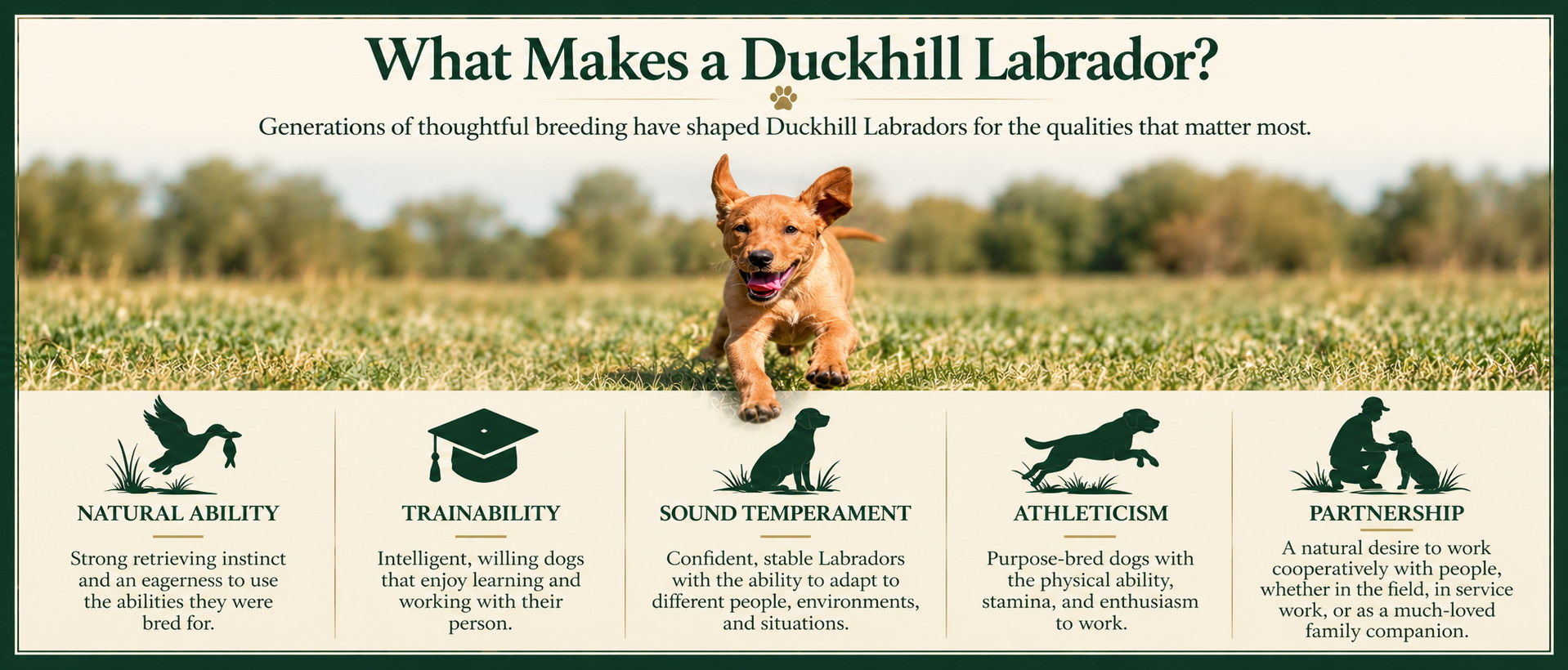 Duckhill Labrador puppy with five qualities emphasized in the breeding program: natural ability, trainability, sound temperament, athleticism, and partnership.