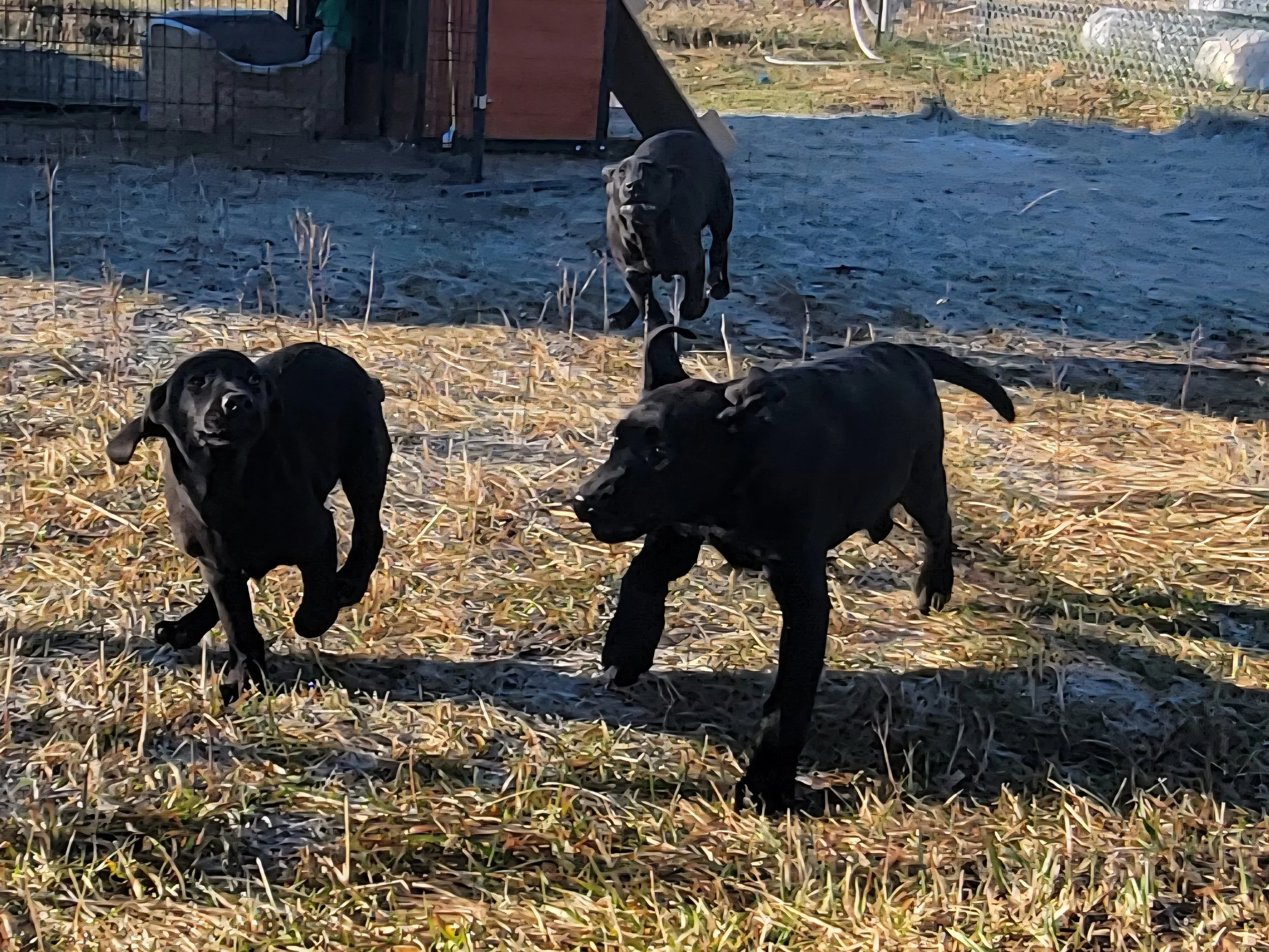 Lab pups exploring.jpg