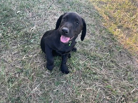 Black lab pup.jpg