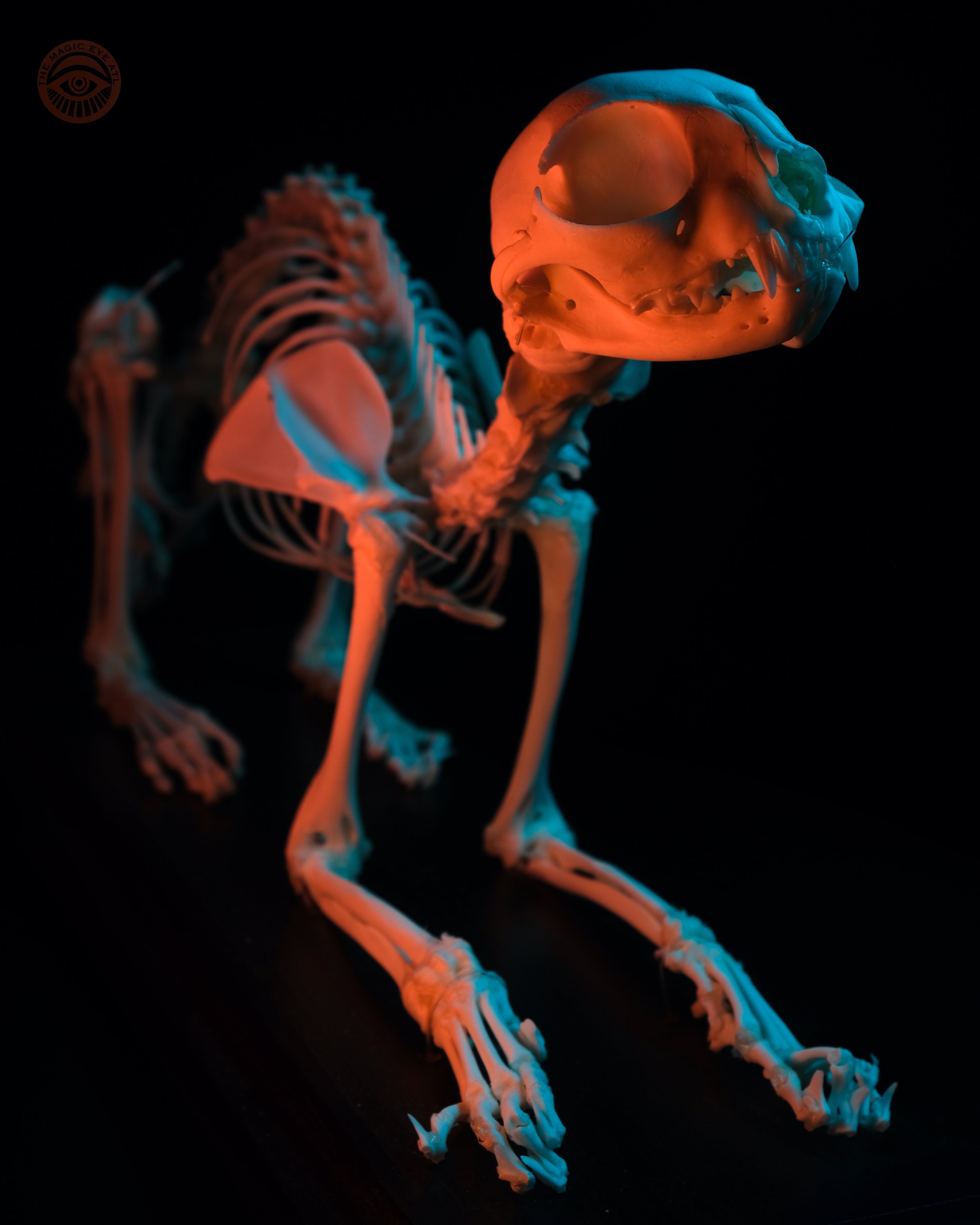cat skeleton.jpg