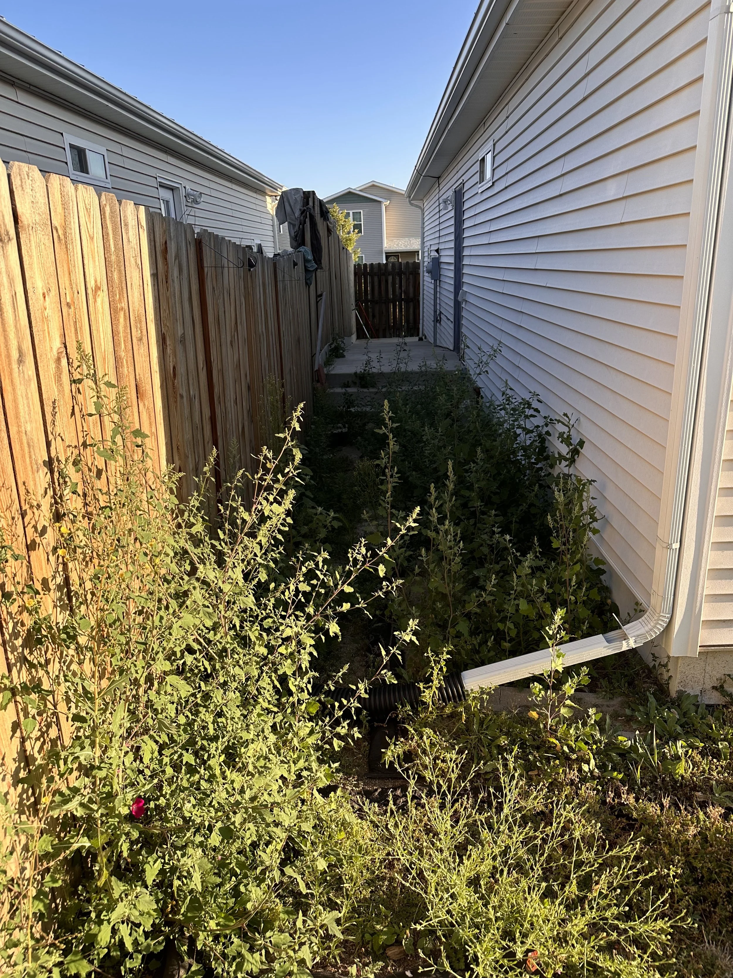 Backyard alley with overgrown plants, a wooden fence on the left, a vinyl siding house on the right, and a small wooden deck at the end, under a clear blue sky.