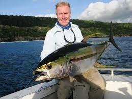 Yellowfin Tuna - Thunnus Albacares