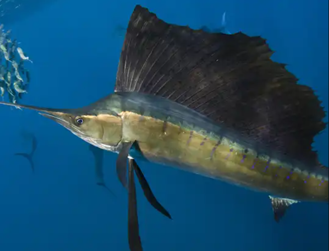 Sailfish - Istiophorus Platypterus