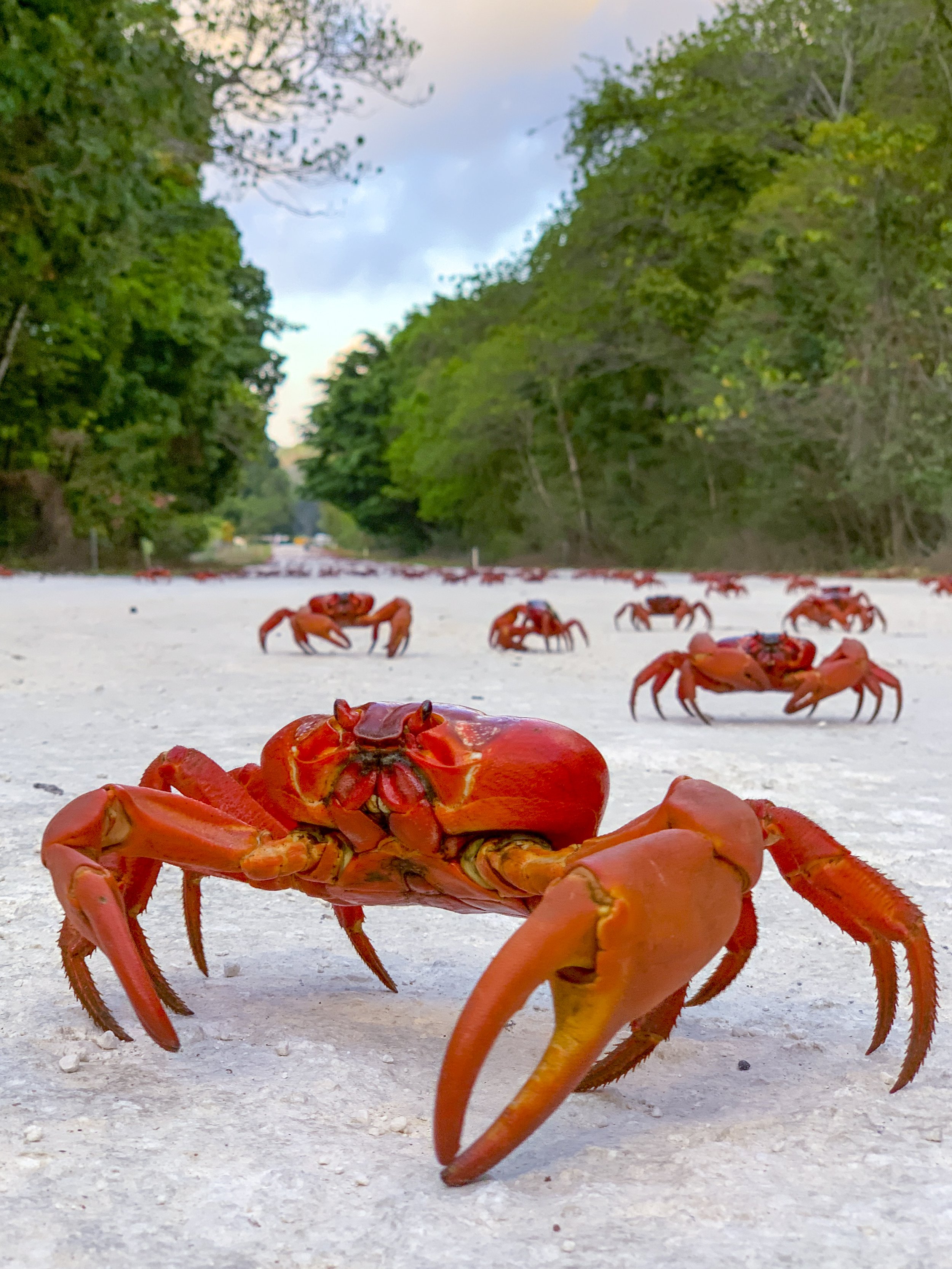 RED CRAB MIGRATION TOURS