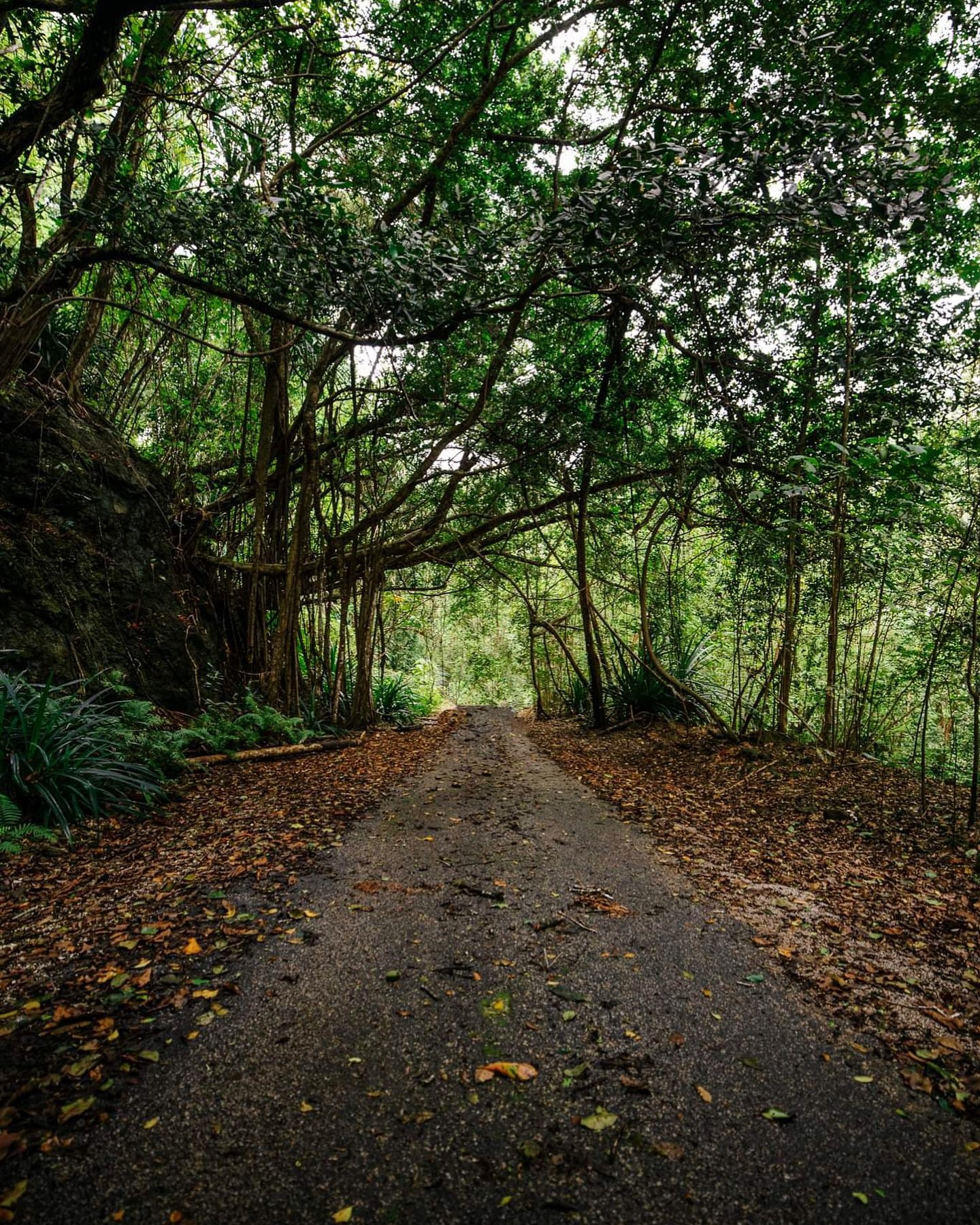 Discover the Wonders of Christmas Island with Crabby Transport
Take the adventure inspired paths of this breathtaking island with Crabby Transport, your go-to local transportation and expert tour guide all in one! Whether you need a ride from the ai