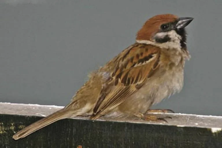 Eurasian Tree Sparrow