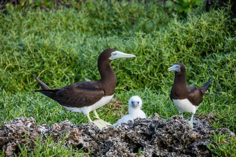 BROWN BOOBY